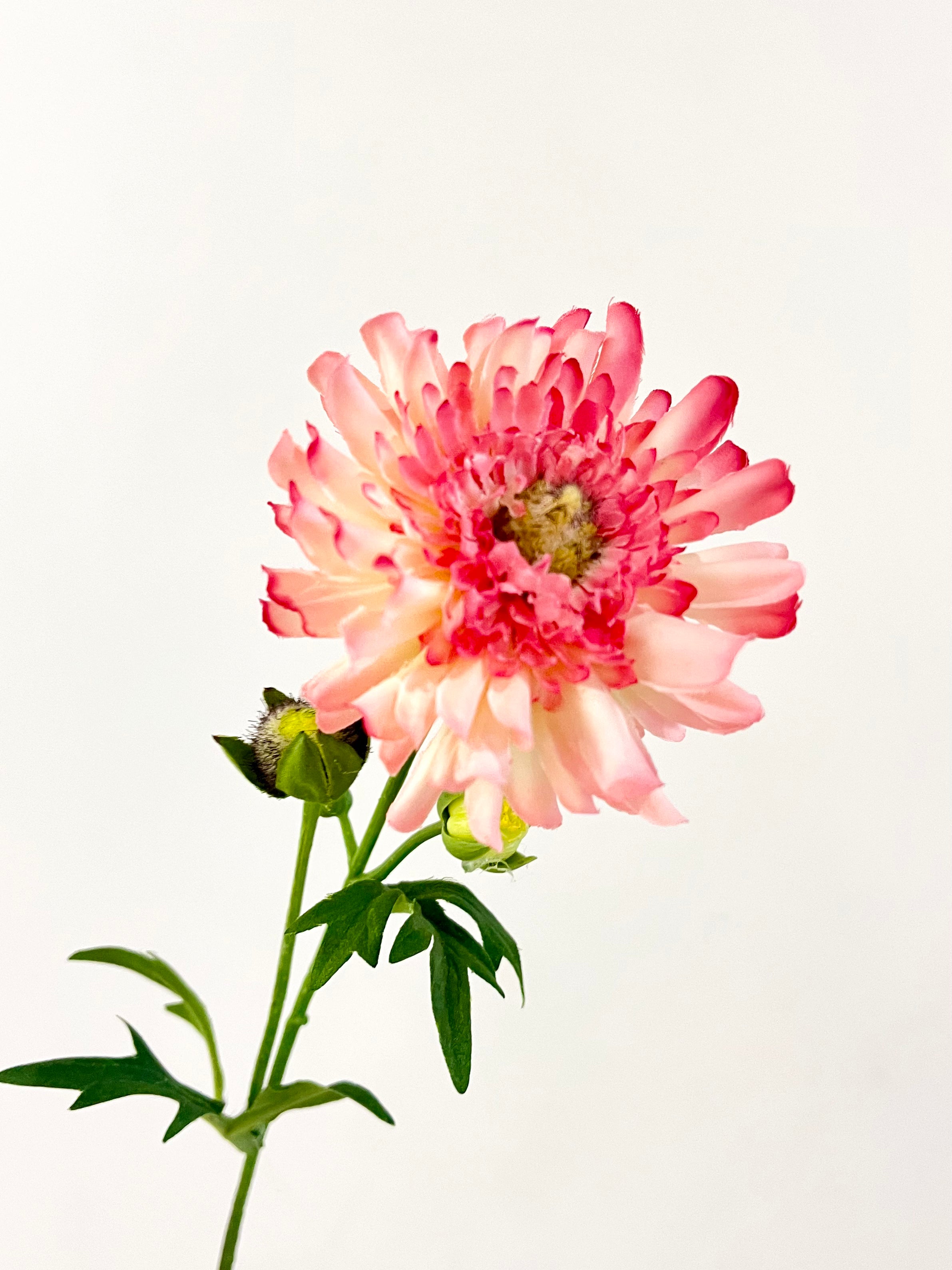 【未開封】偽りのマリィゴールド = false marigold. 1 Amazon.co.jp: 偽りのマリィゴールド 1 (MFC キューンシリーズ
