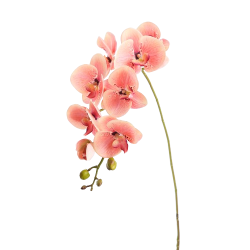 コチョウラン ピンク