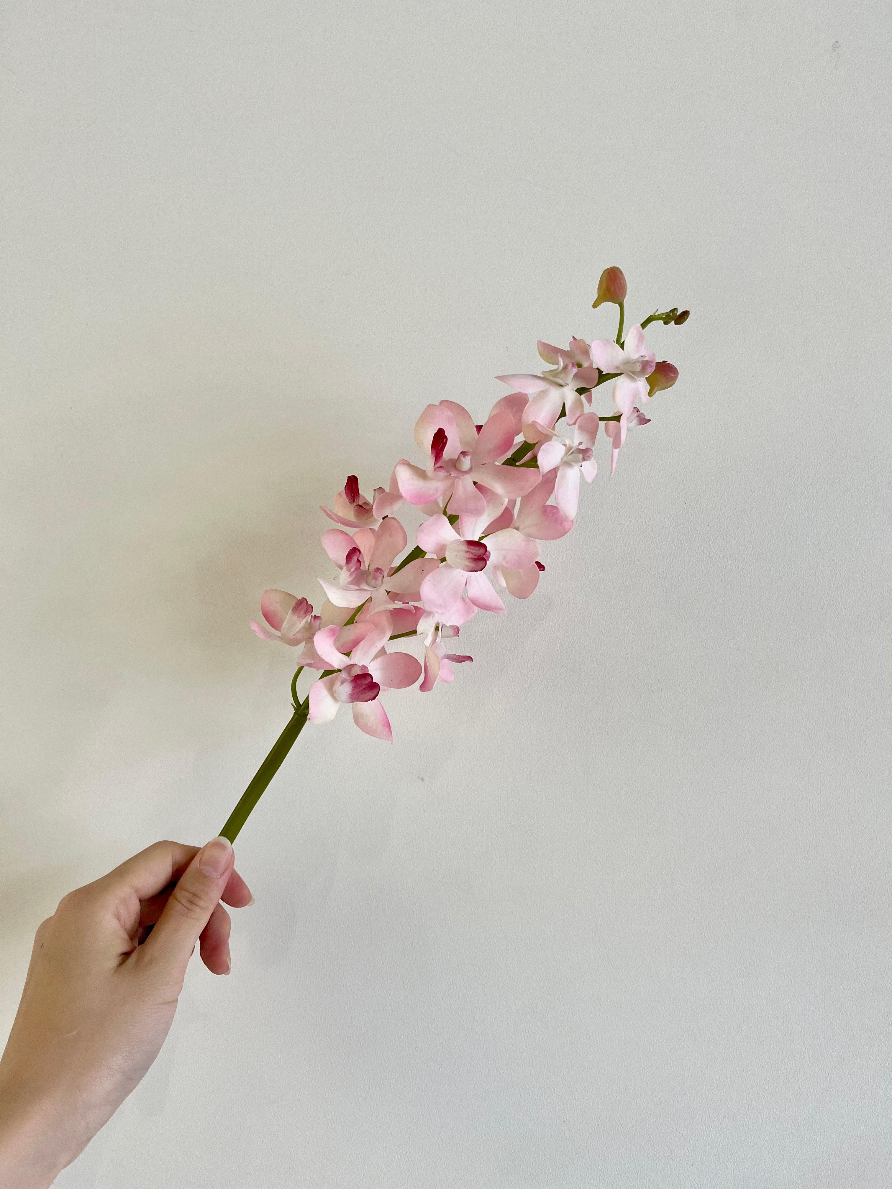 値下げヒラリーメイヤー☆窓辺のピンクの花 値下げヒラリーメイヤー☆窓辺のピンクの花 値下げヒラリーメイヤー