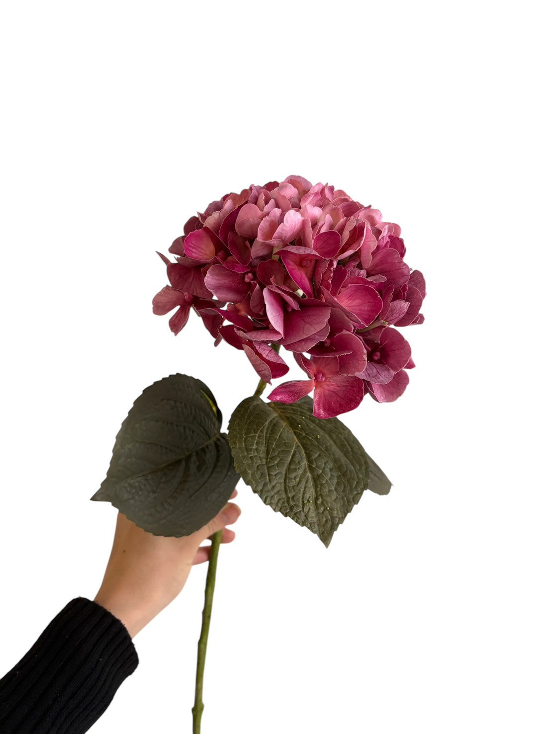 紫陽花（ブラッドピンク）
