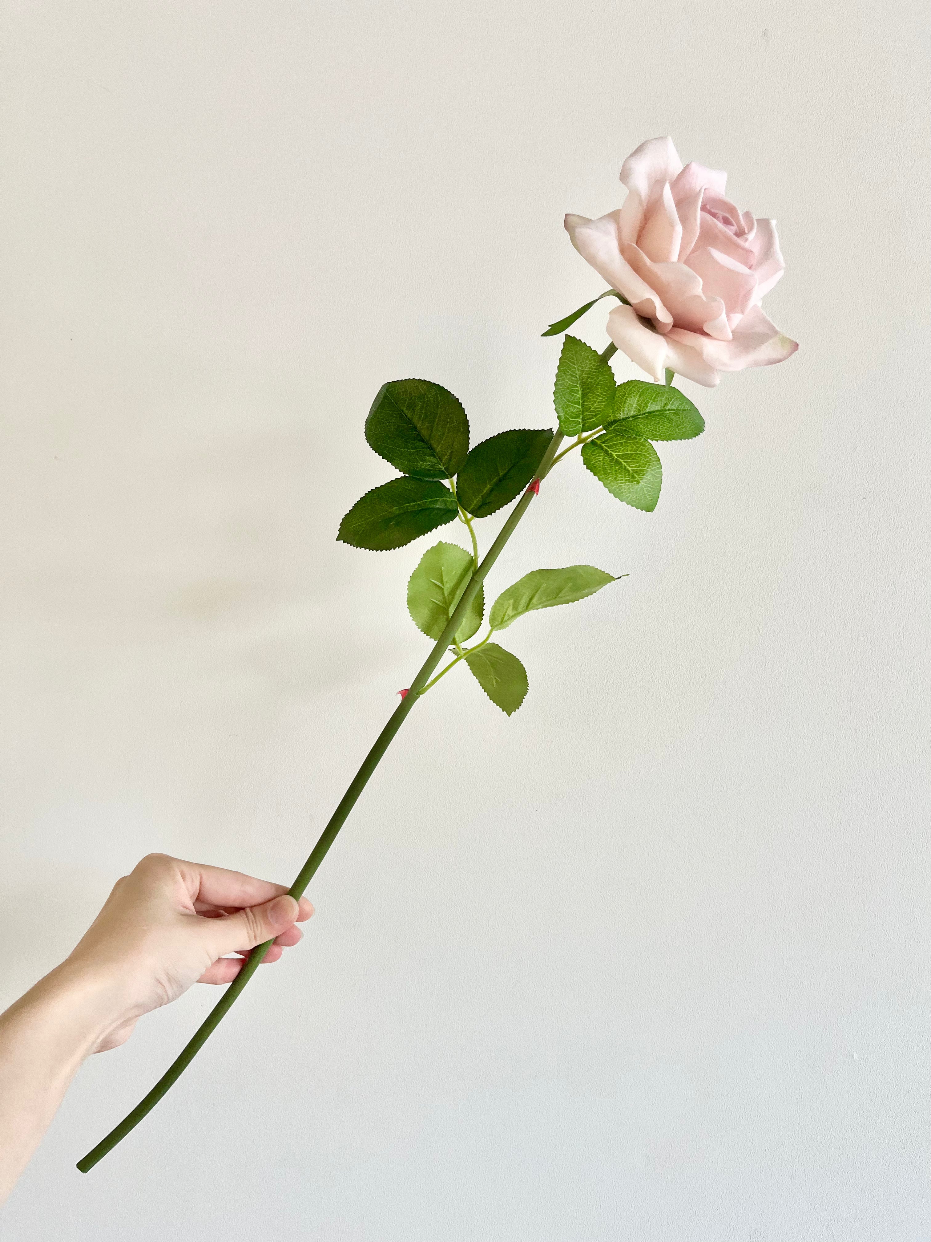 薔薇　大(ソフトピンク)