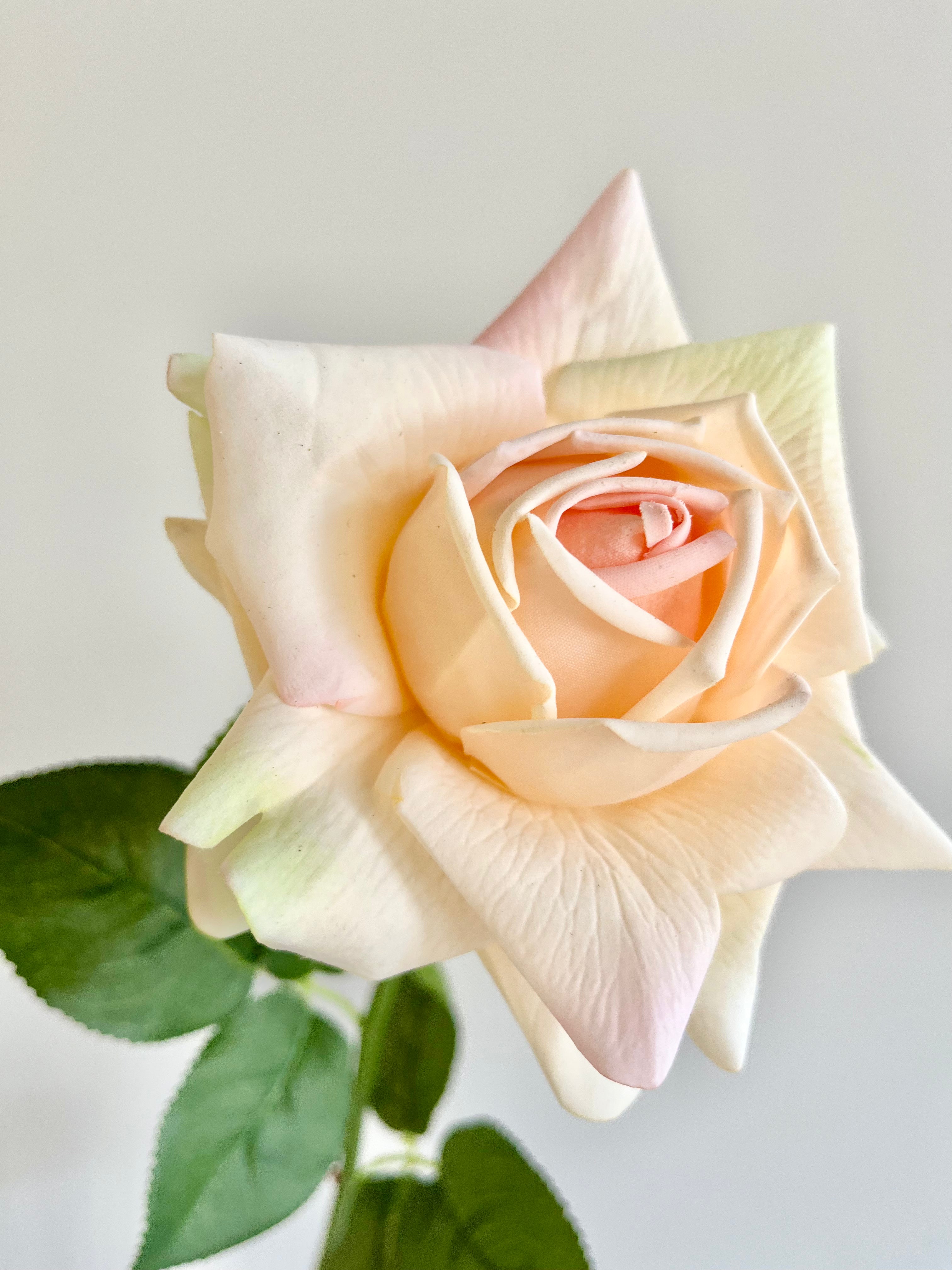薔薇　大(クリーム)