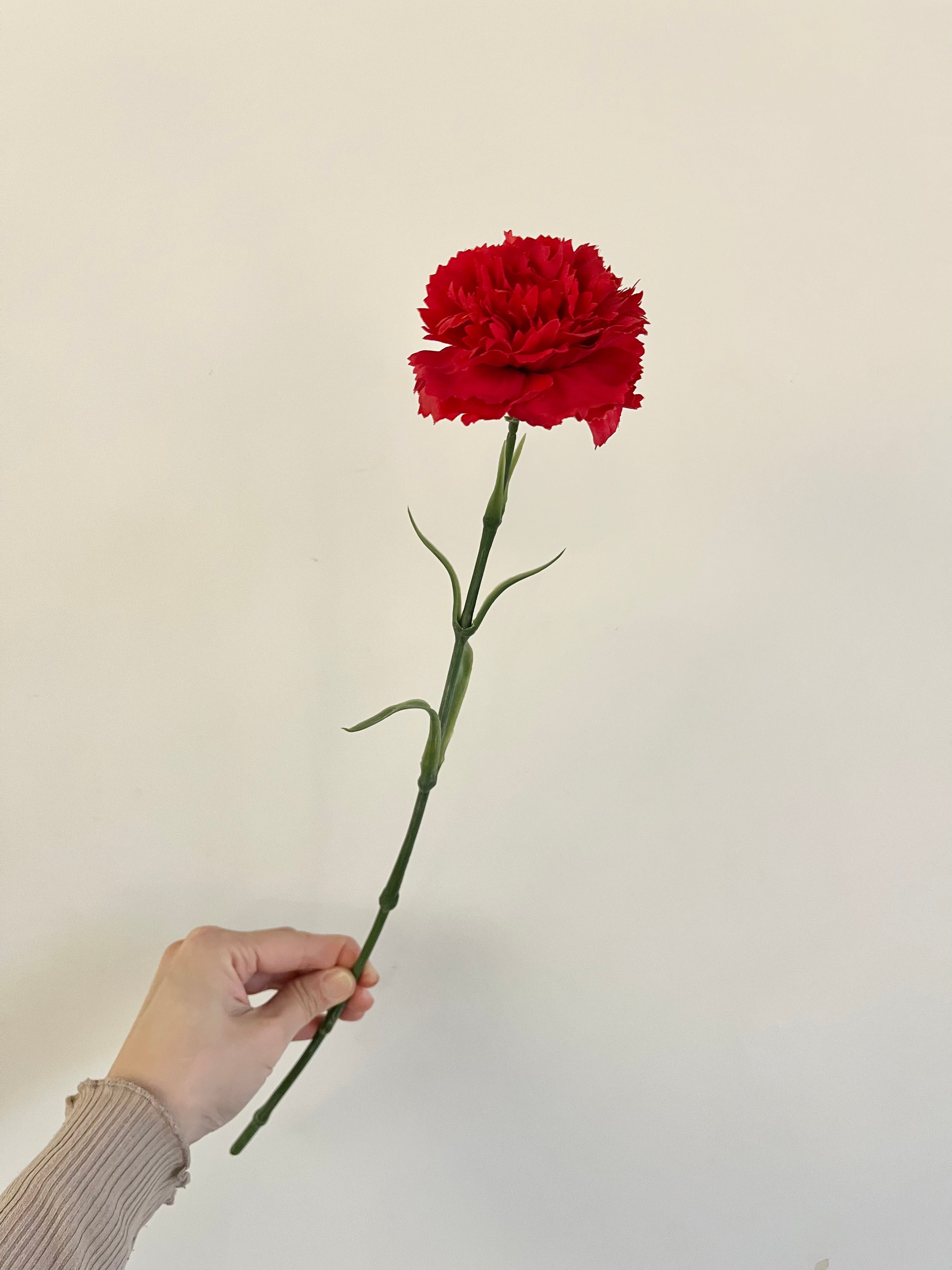 カーネーション切り花赤色；加工用商品です）最低発注単位１箱（100本）：1箱