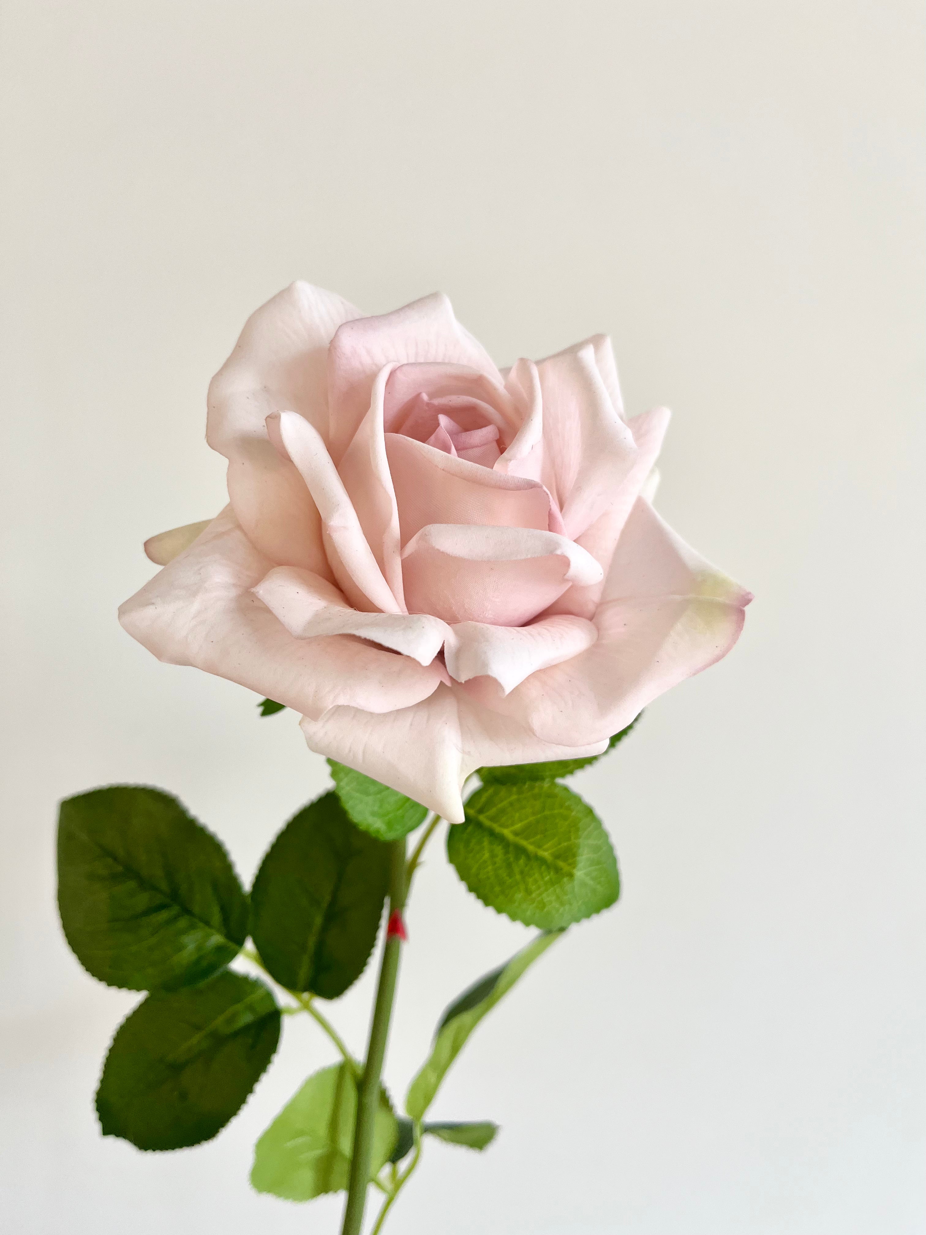 薔薇　大(ソフトピンク)