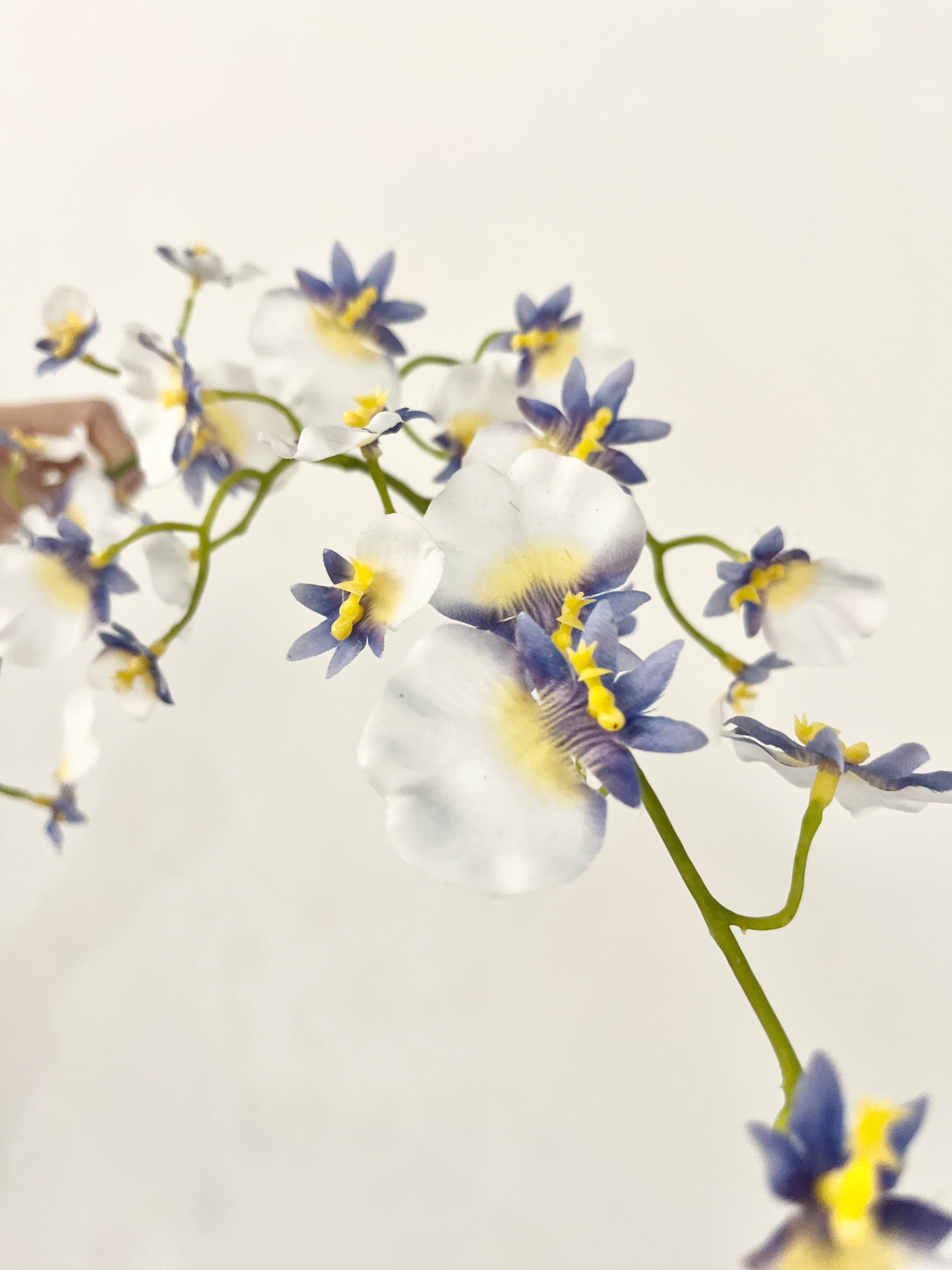 オンシジューム　ブルー