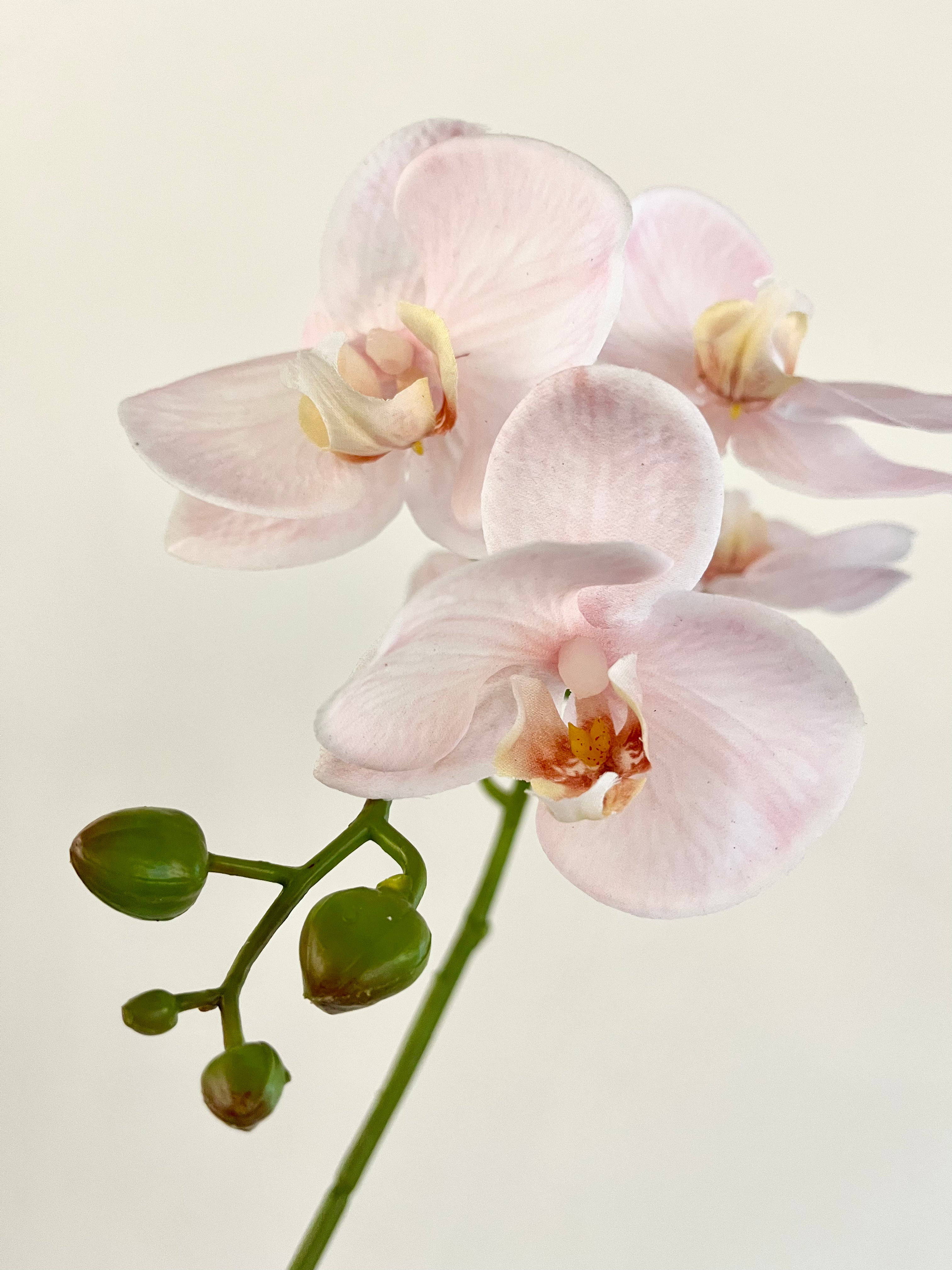 胡蝶蘭　98cm(ソフトピンク)