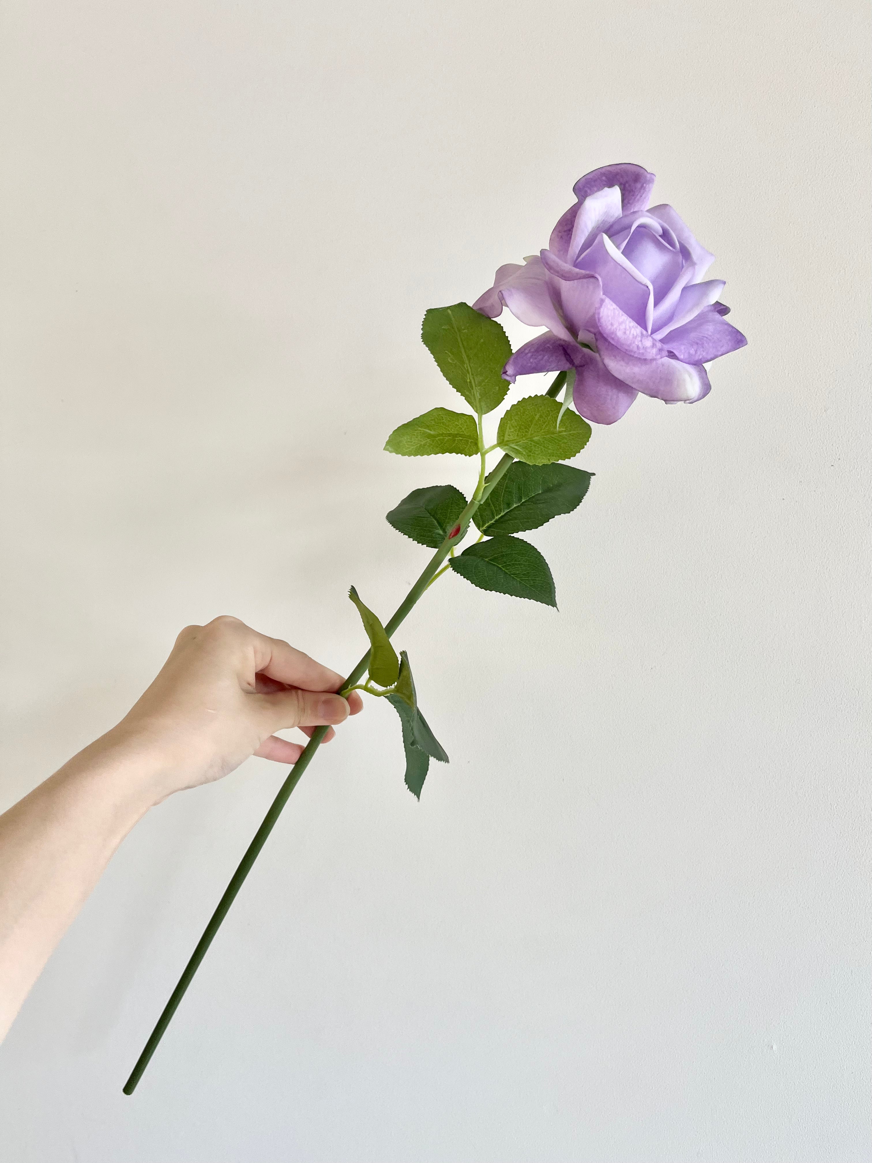 薔薇　大(ペールパープル)