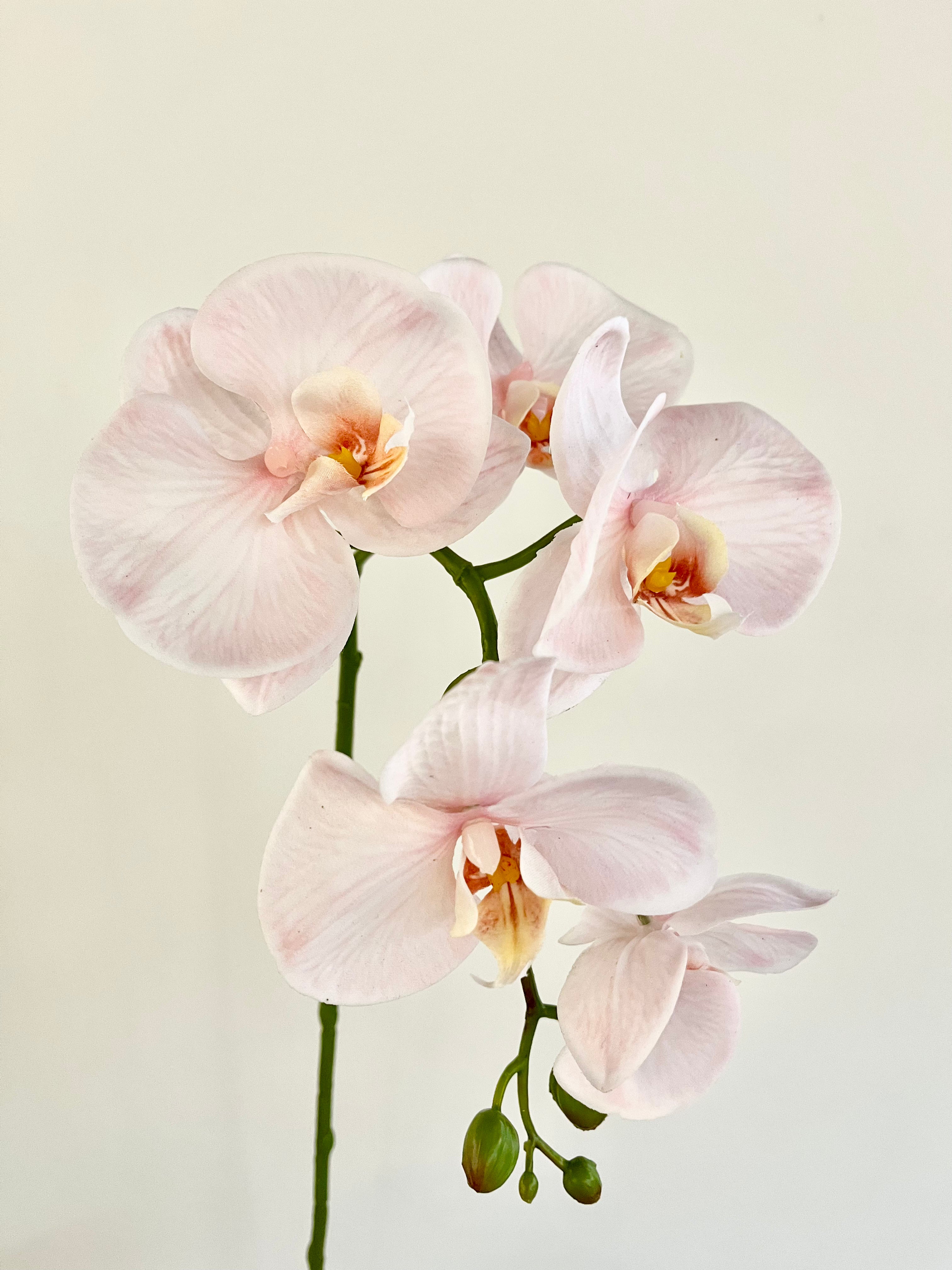 胡蝶蘭　98cm(ソフトピンク)