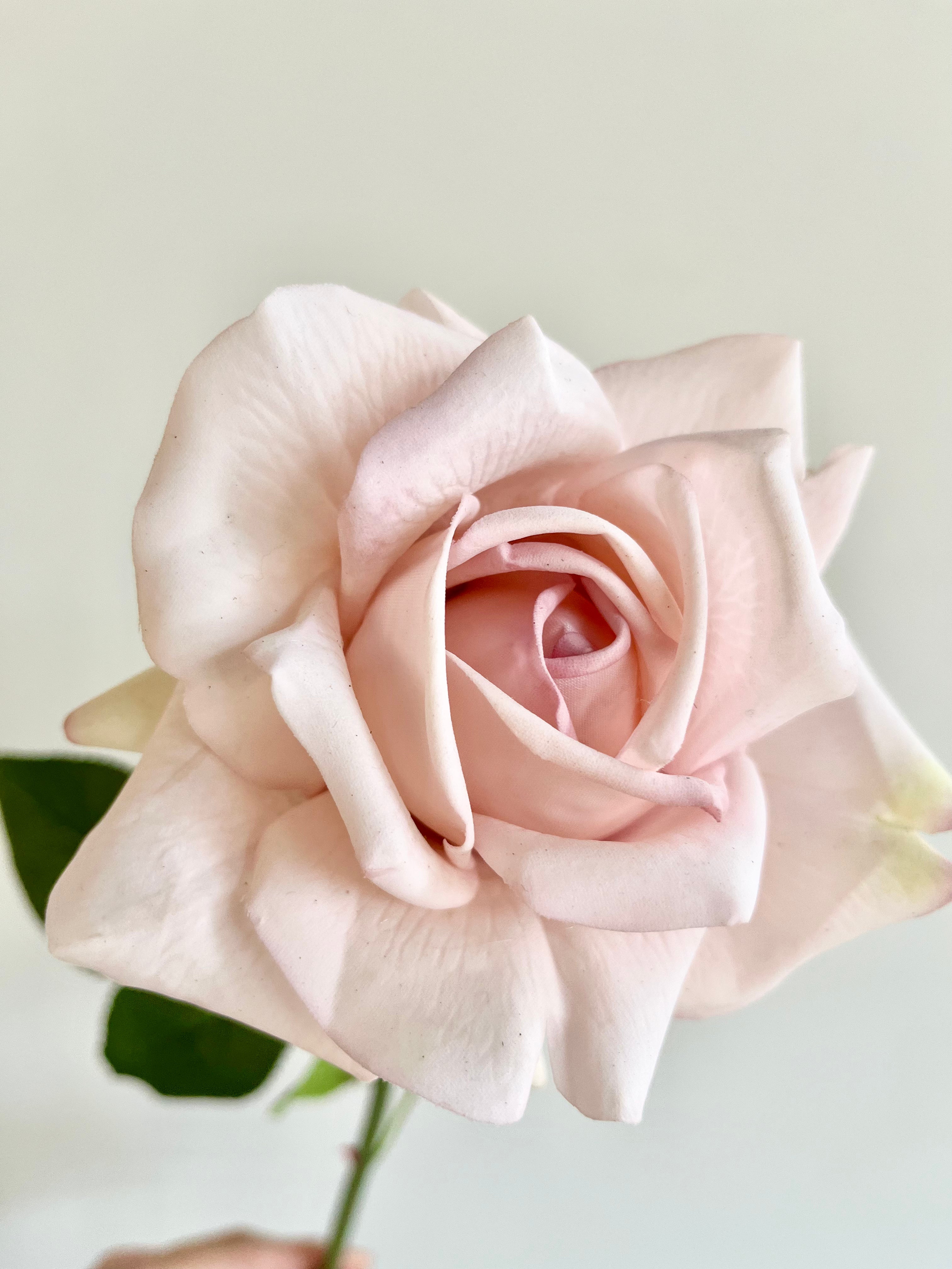 薔薇　大(ソフトピンク)
