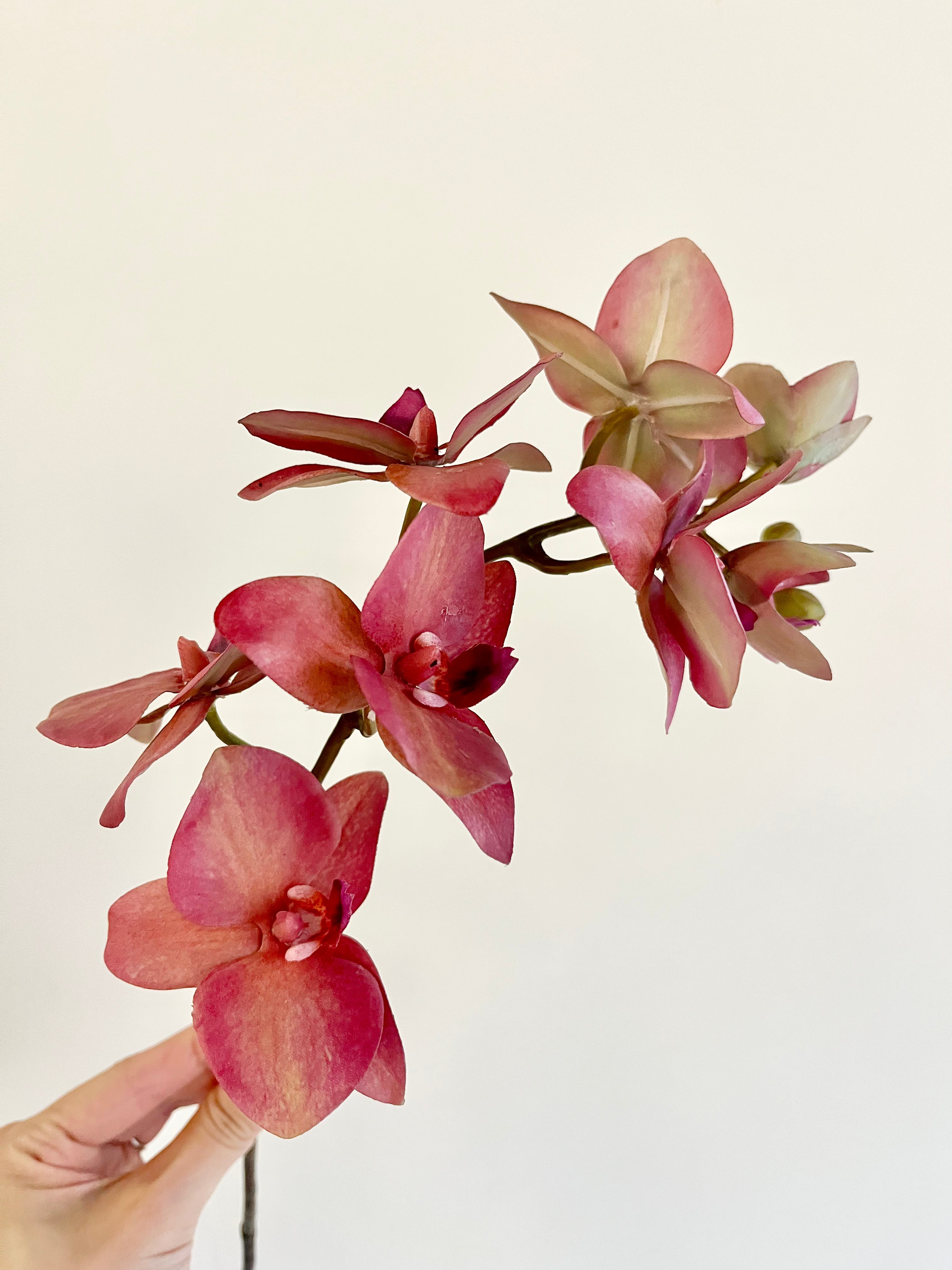 胡蝶蘭　57cm(ダークピンク)