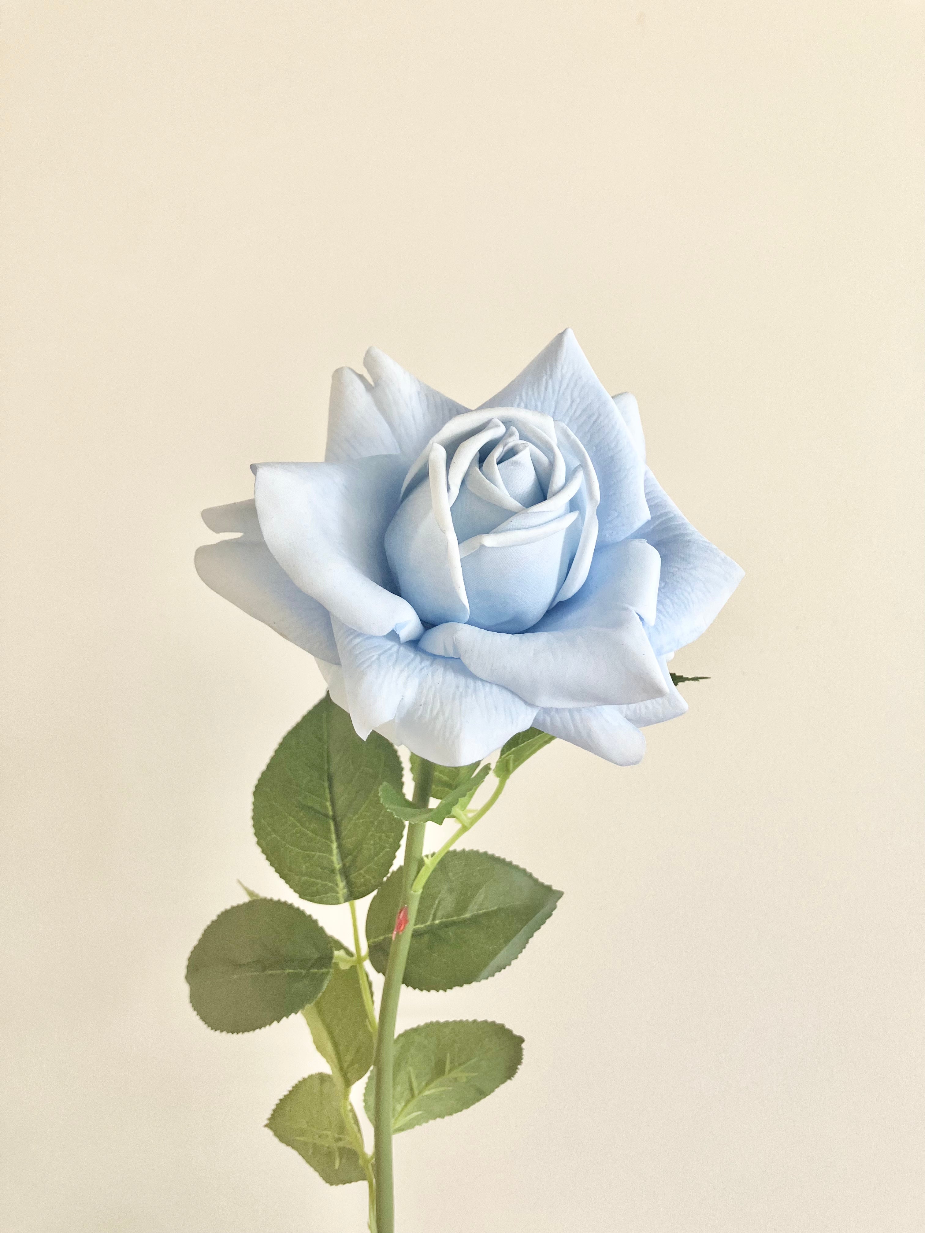 薔薇　大(アイスブルー)