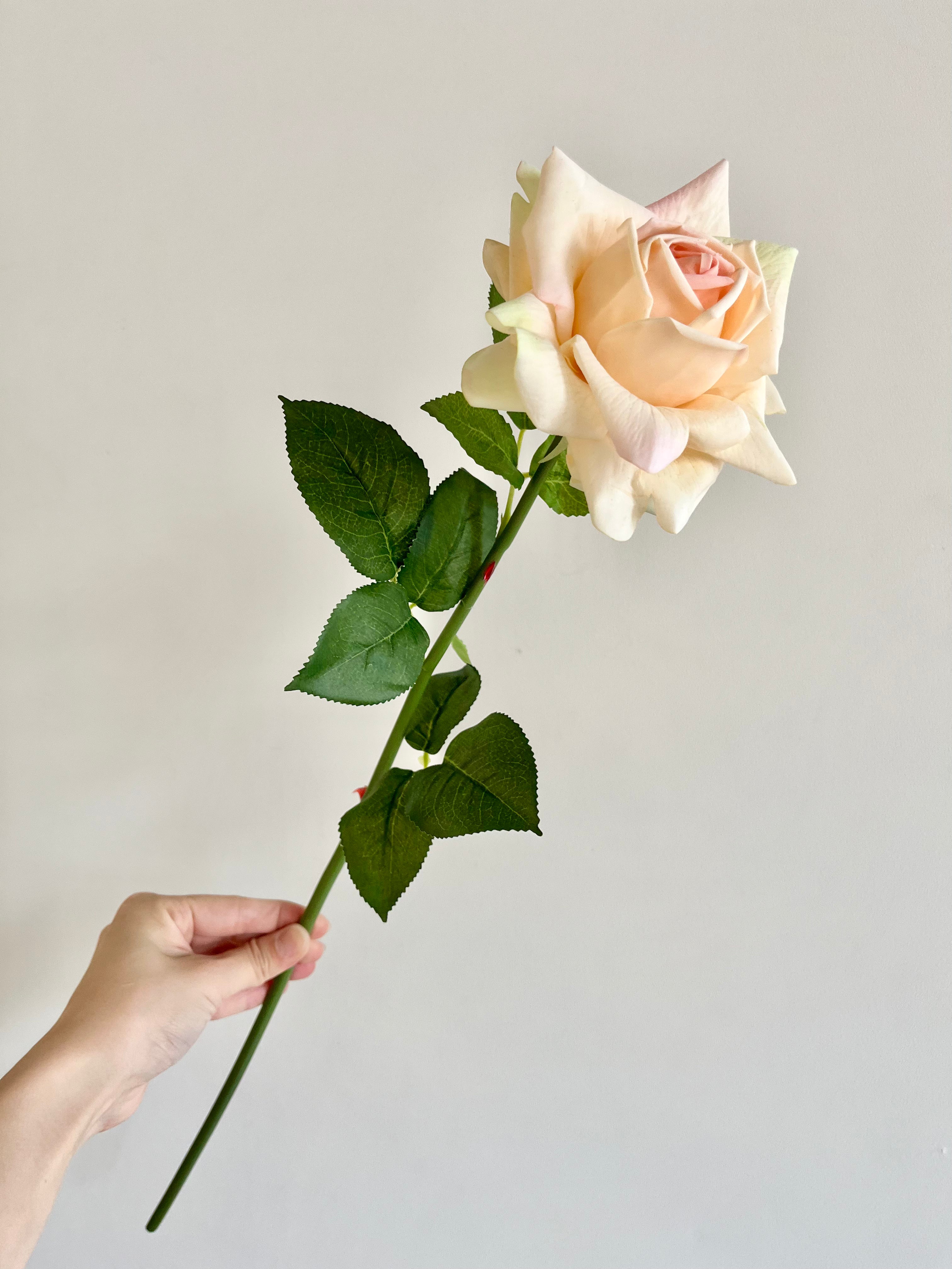 薔薇　大(クリーム)