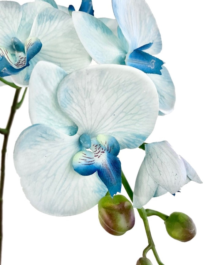 胡蝶蘭　98cm(スカイブルー)