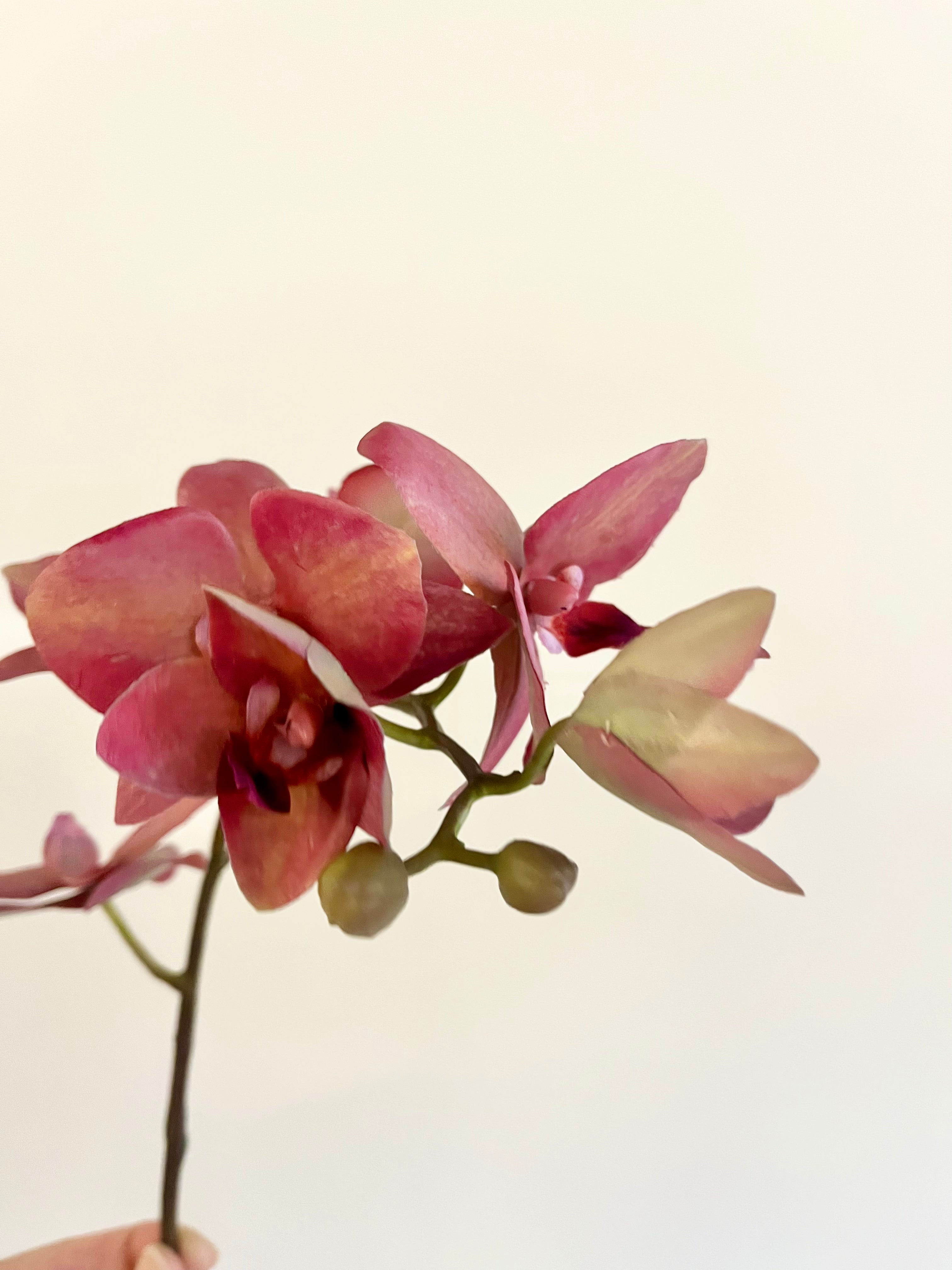 胡蝶蘭　57cm(ダークピンク)