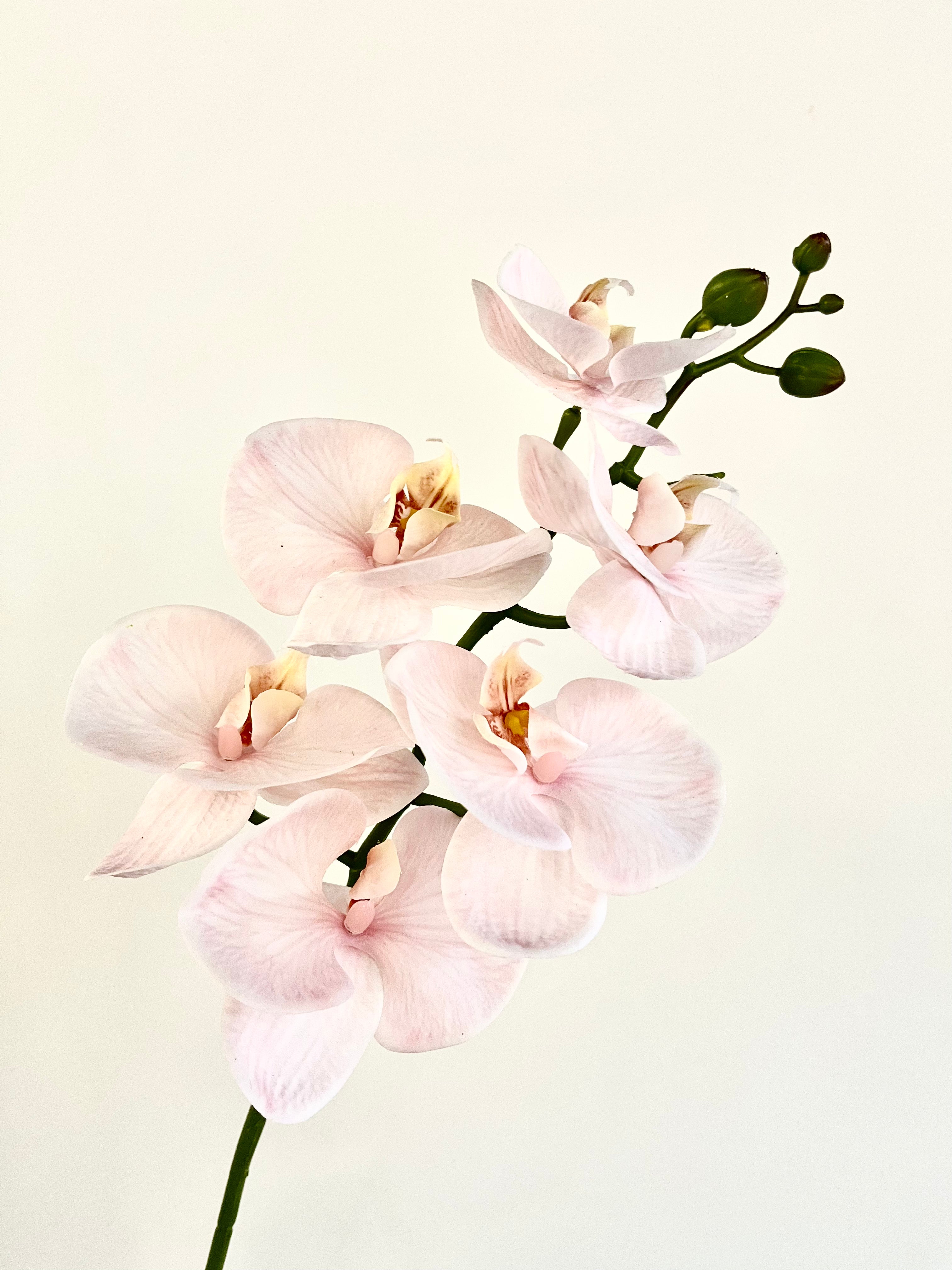 胡蝶蘭　98cm(ソフトピンク)