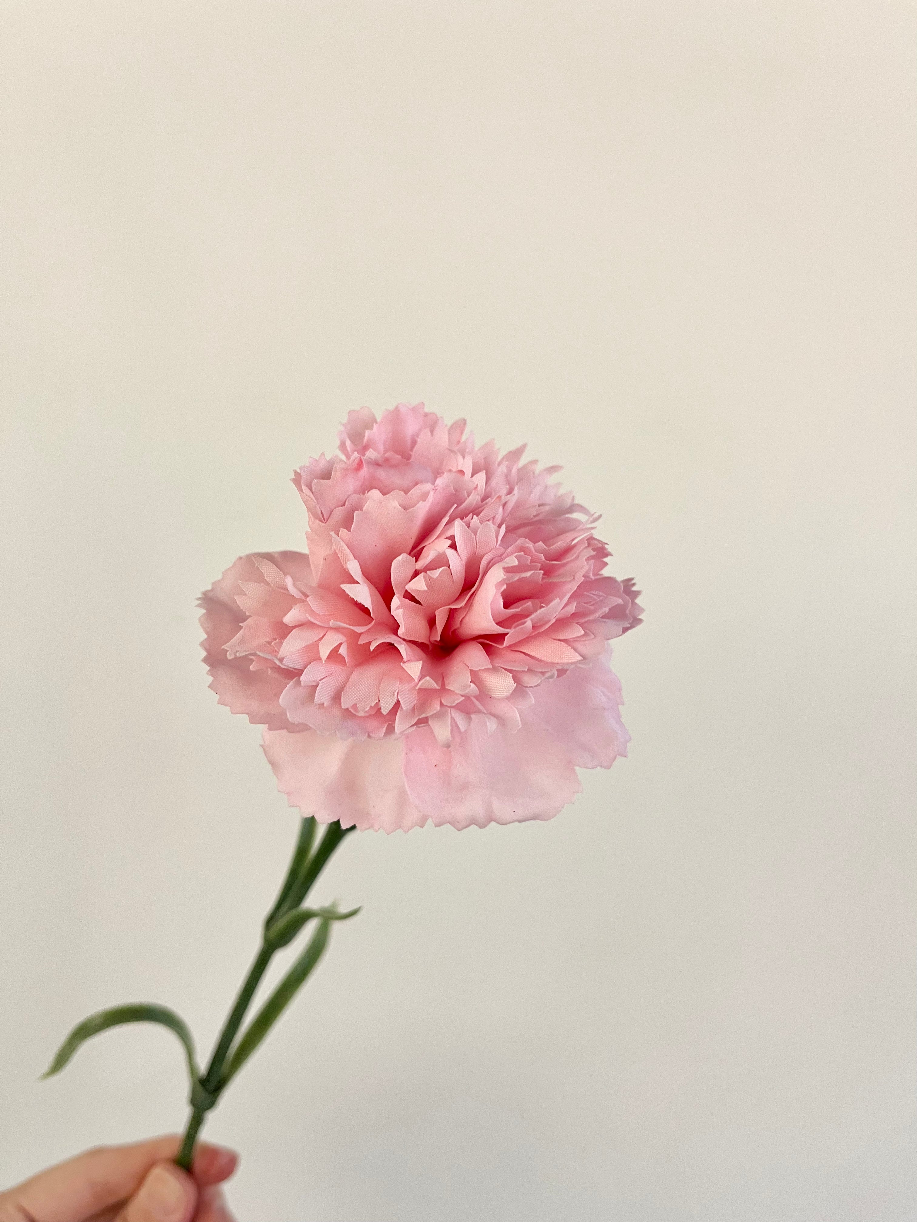 カーネーション(ライトピンク)