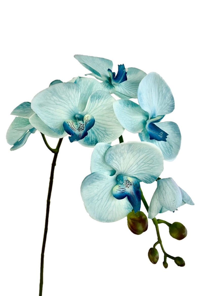 胡蝶蘭　98cm(スカイブルー)