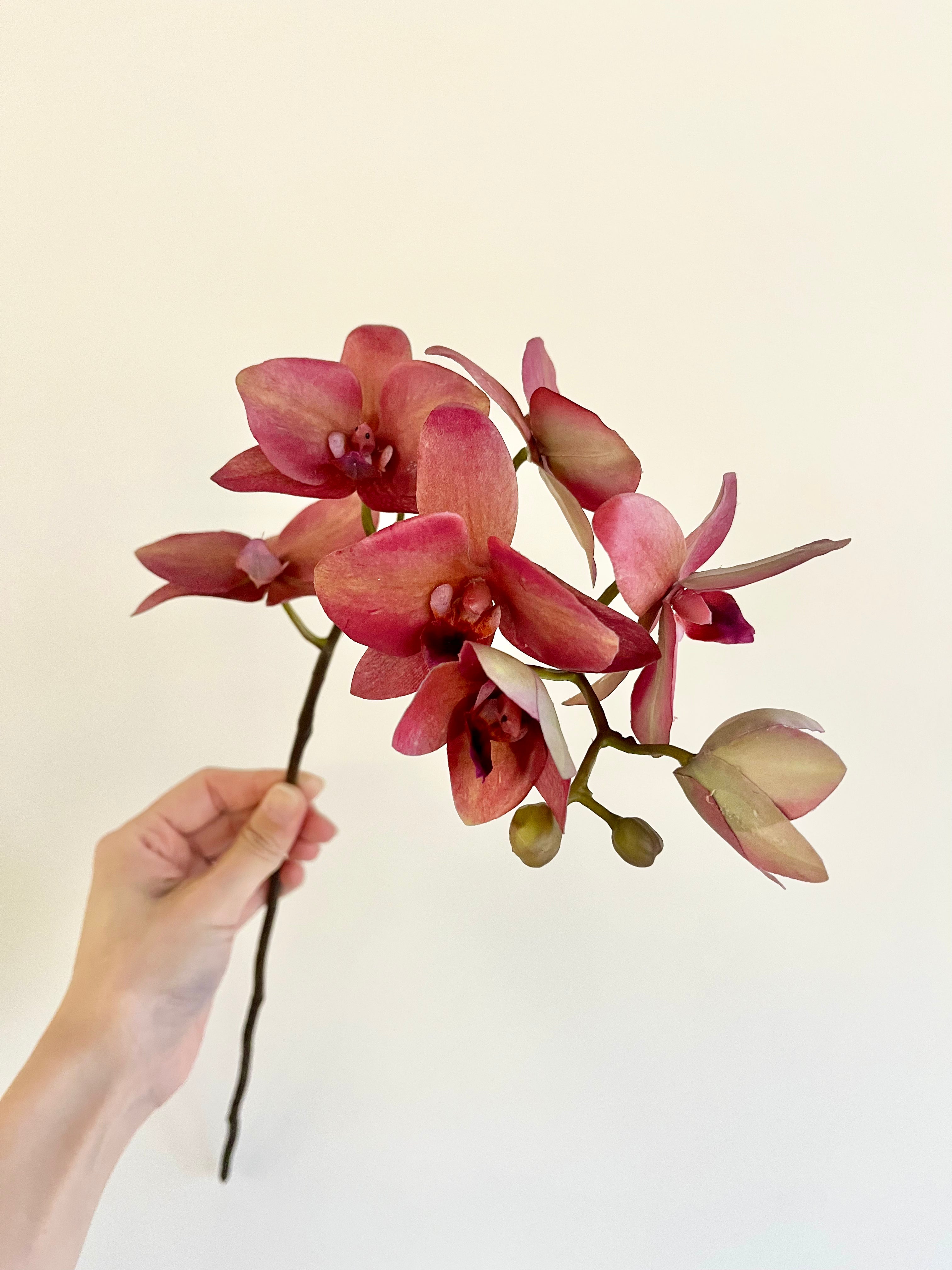 胡蝶蘭　57cm(ダークピンク)