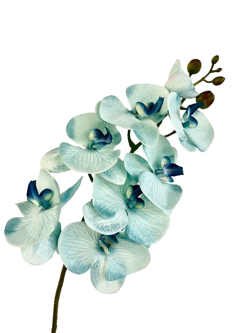 胡蝶蘭　98cm(スカイブルー)