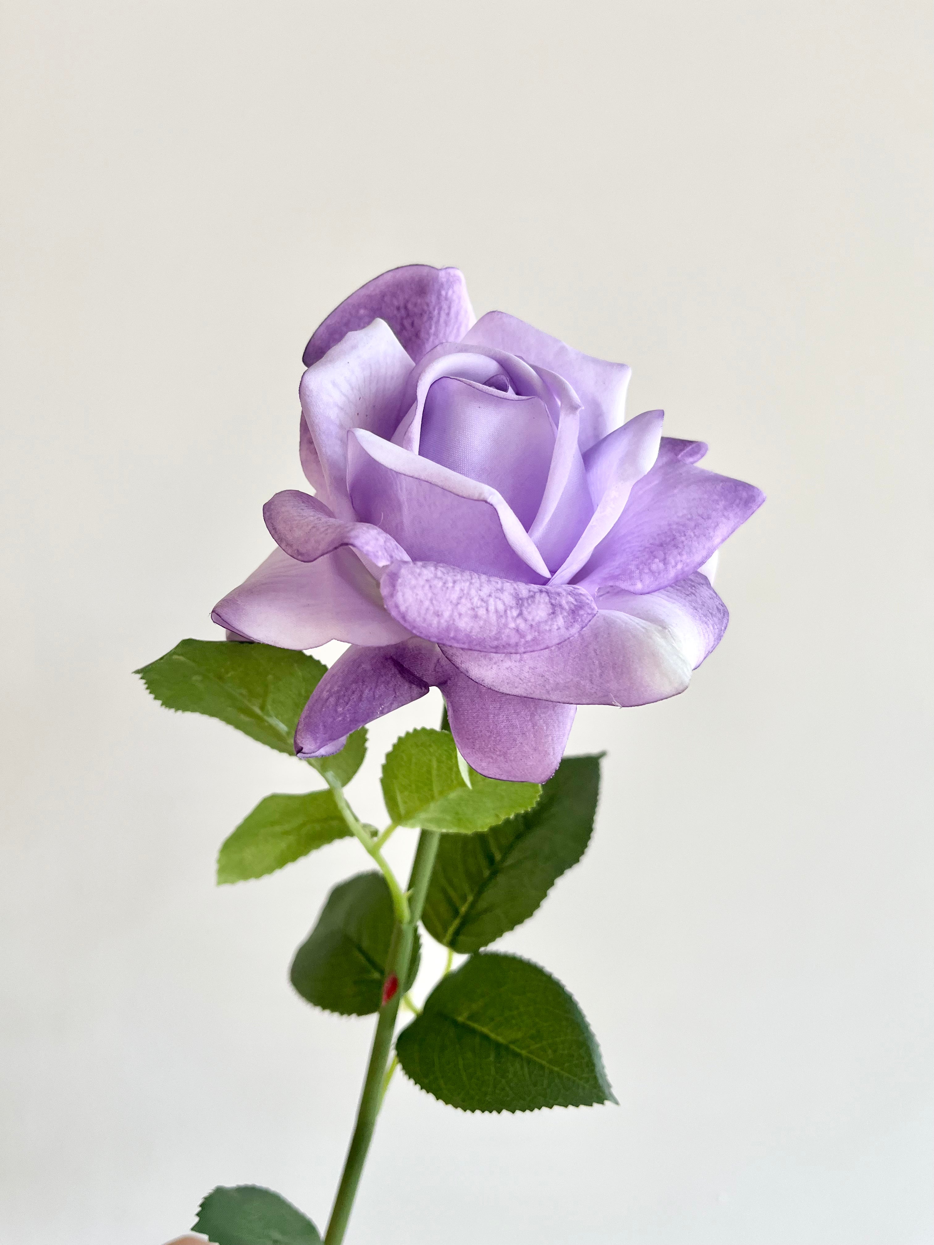 薔薇　大(ペールパープル)
