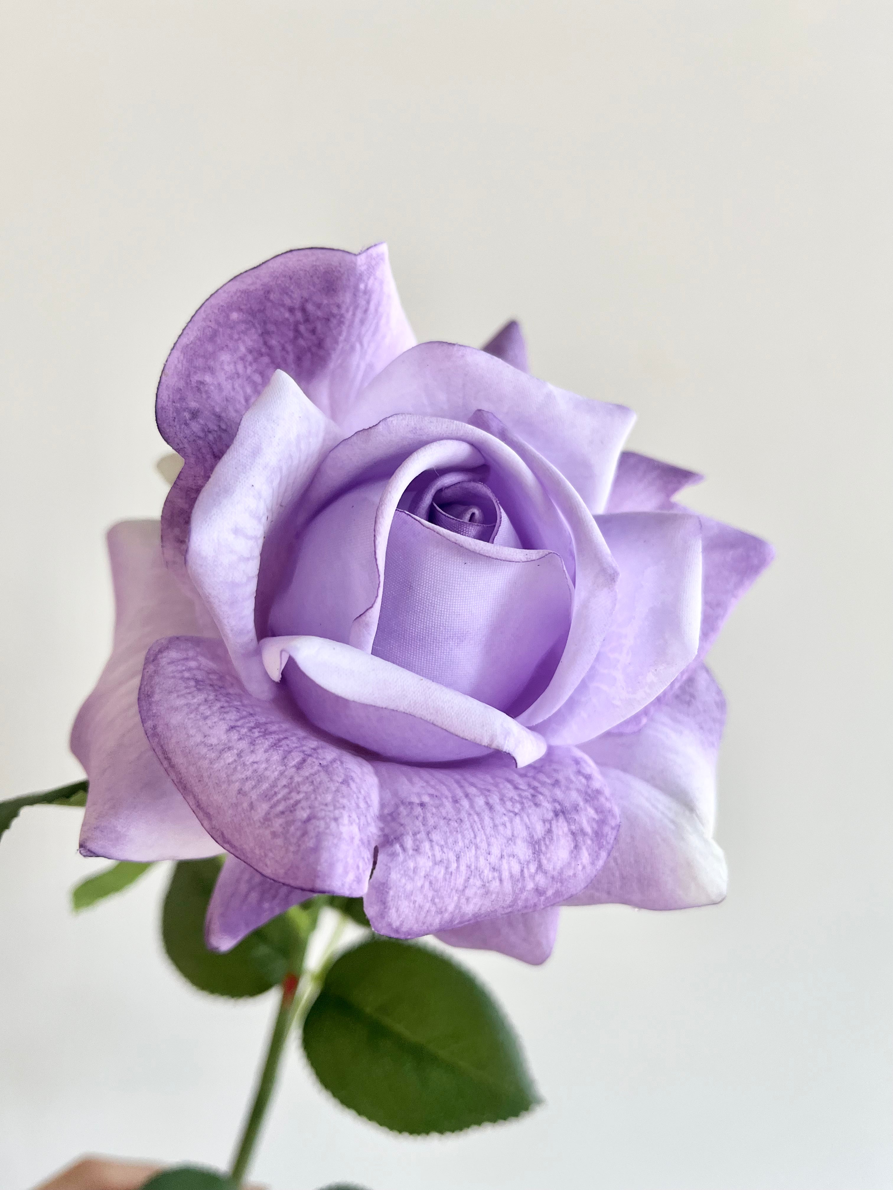 薔薇　大(ペールパープル)