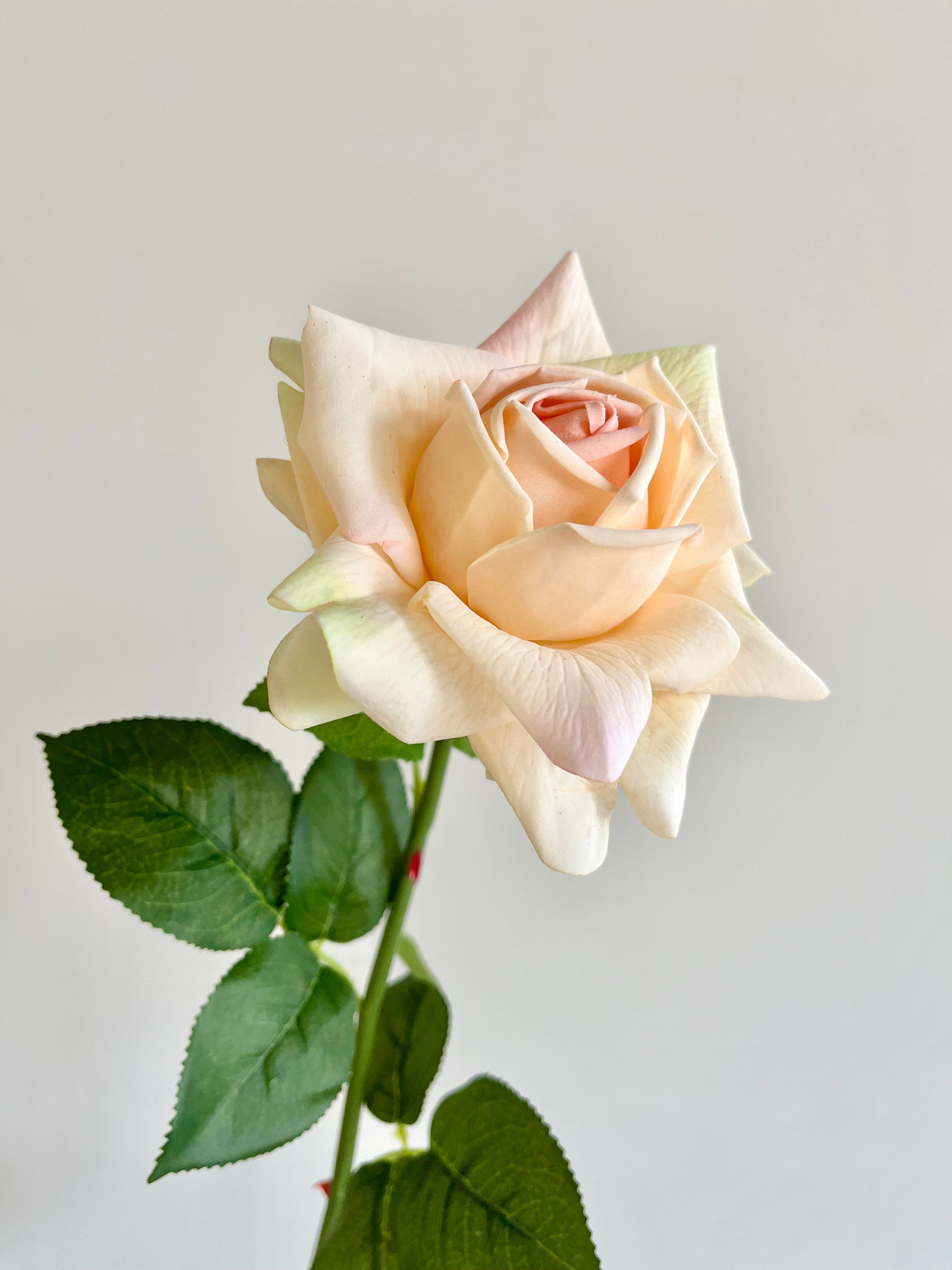 薔薇　大(クリーム)