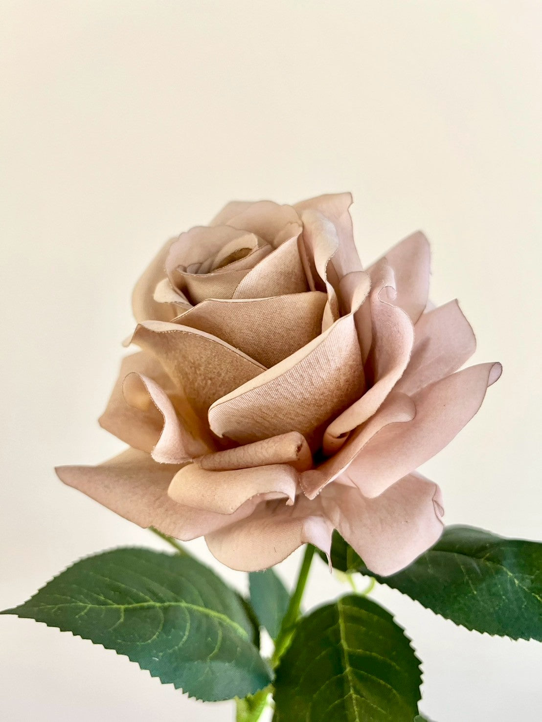 バラ　ブラウン