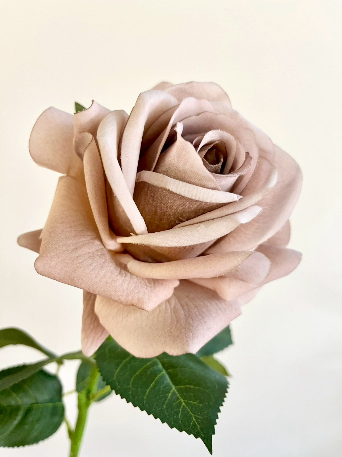 バラ　ブラウン