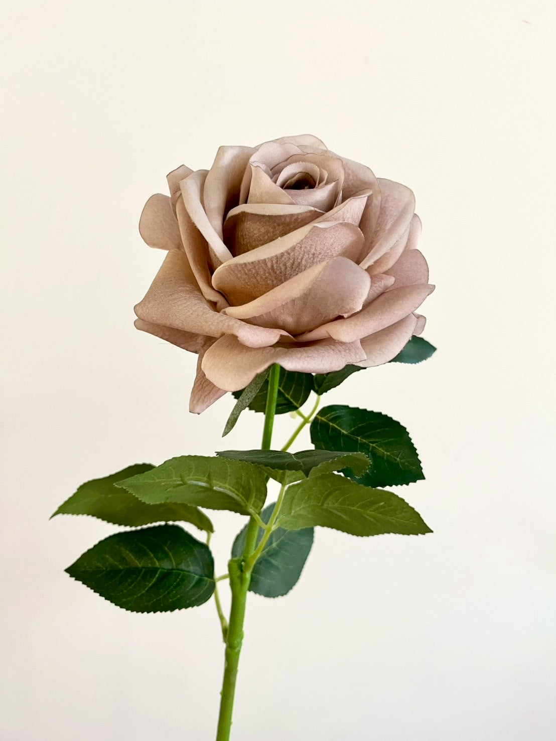 バラ　ブラウン