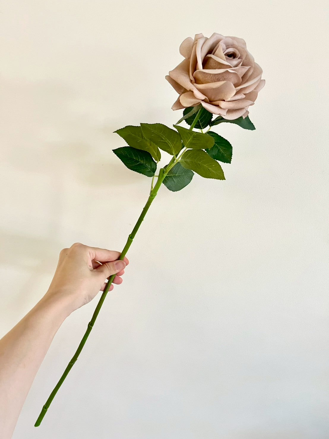 バラ　ブラウン