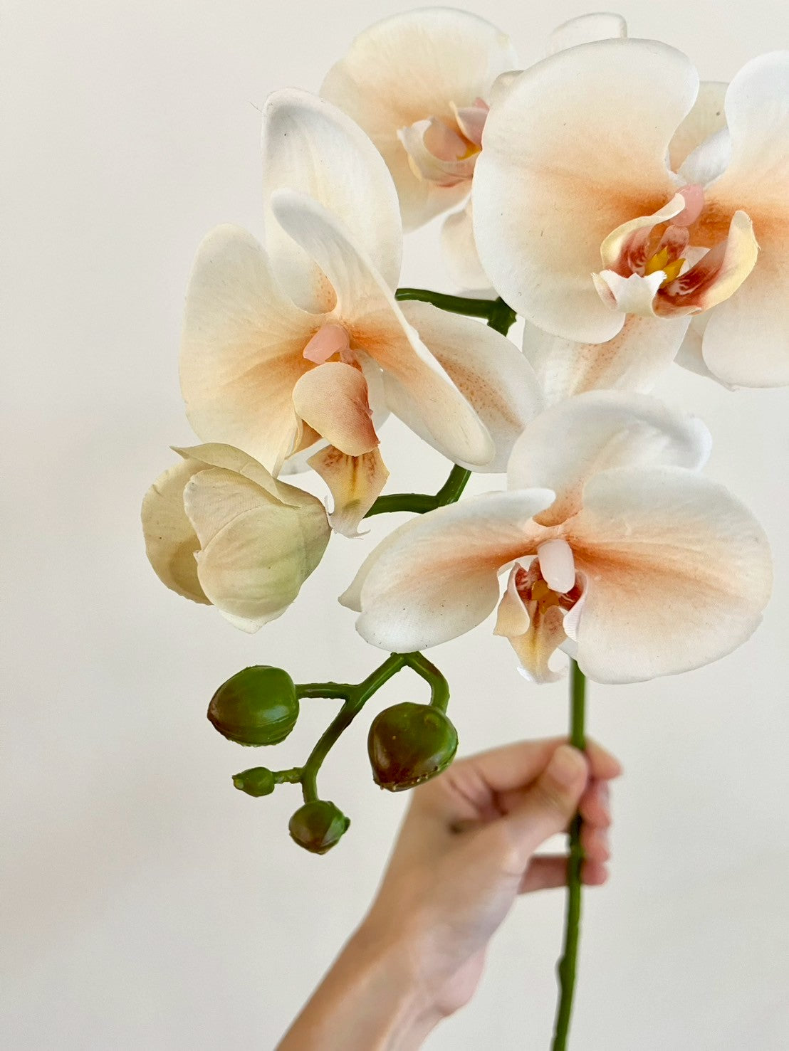 コチョウラン　オレンジ