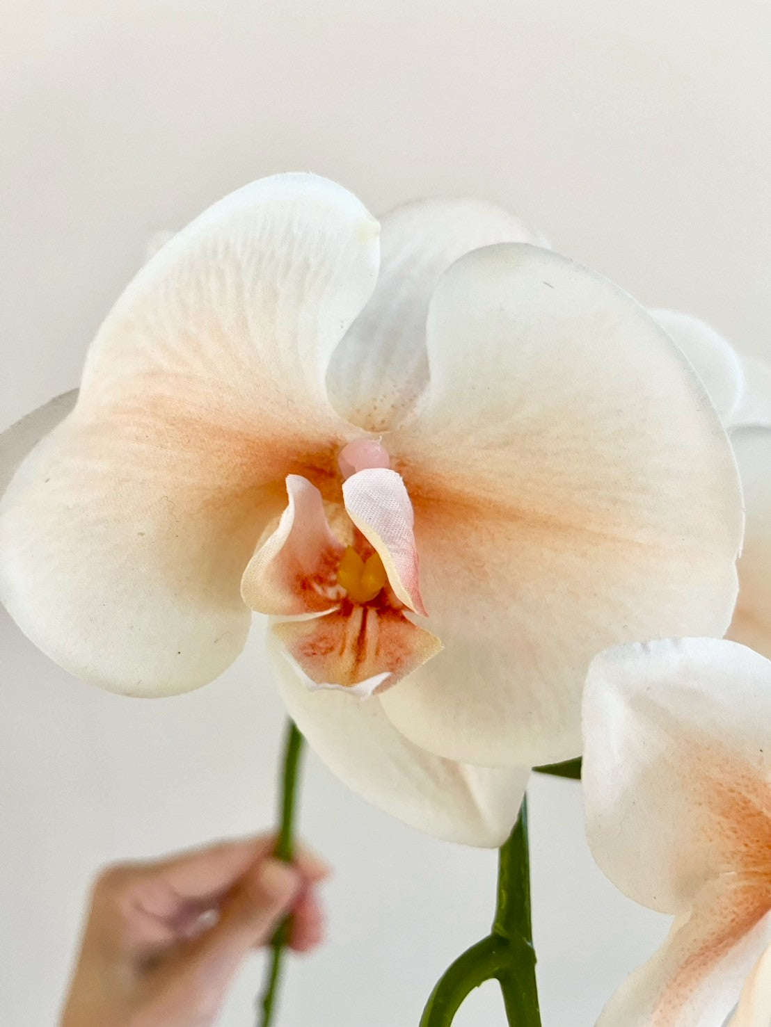 コチョウラン　オレンジ