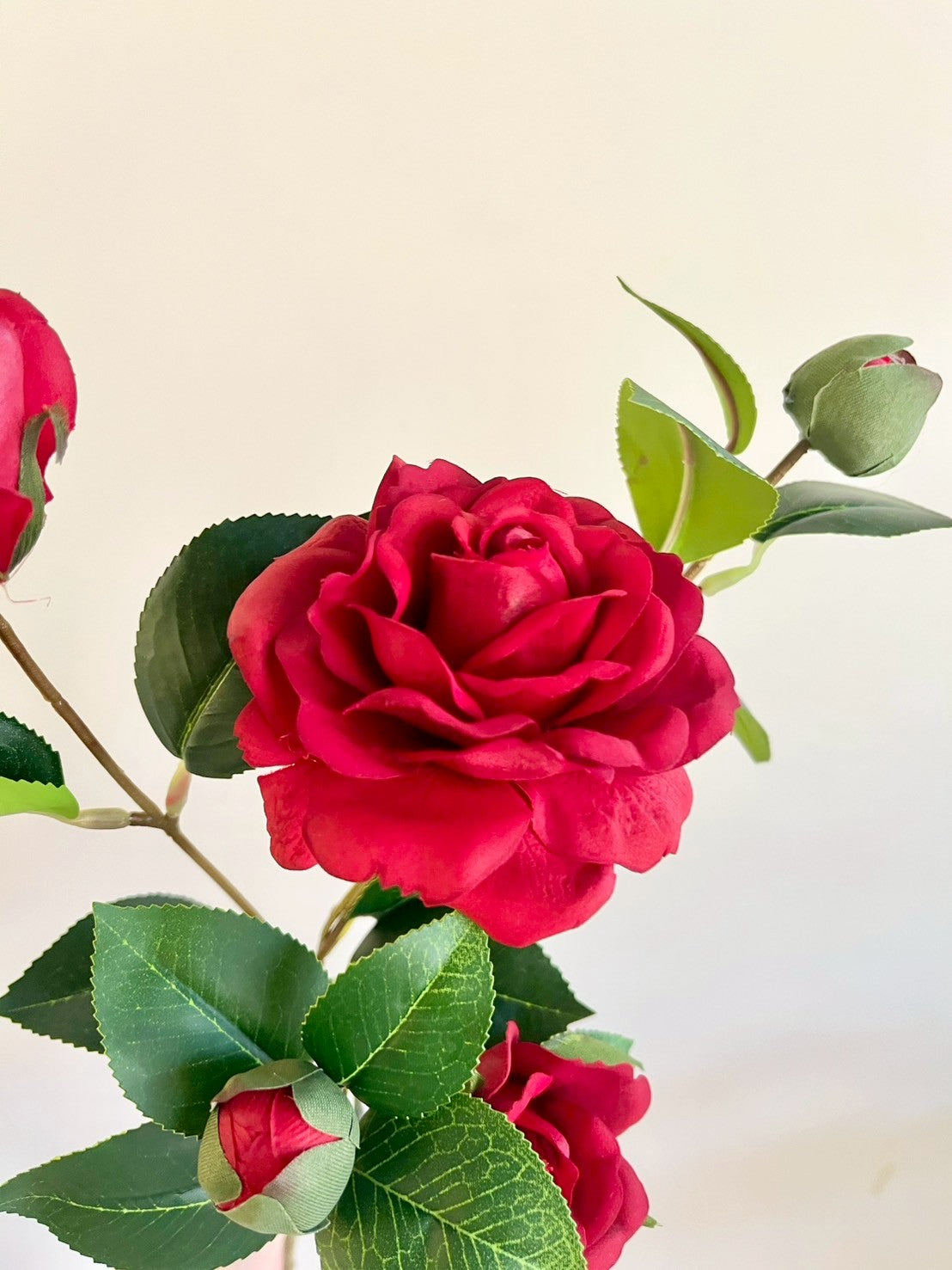 サザンカ　レッド