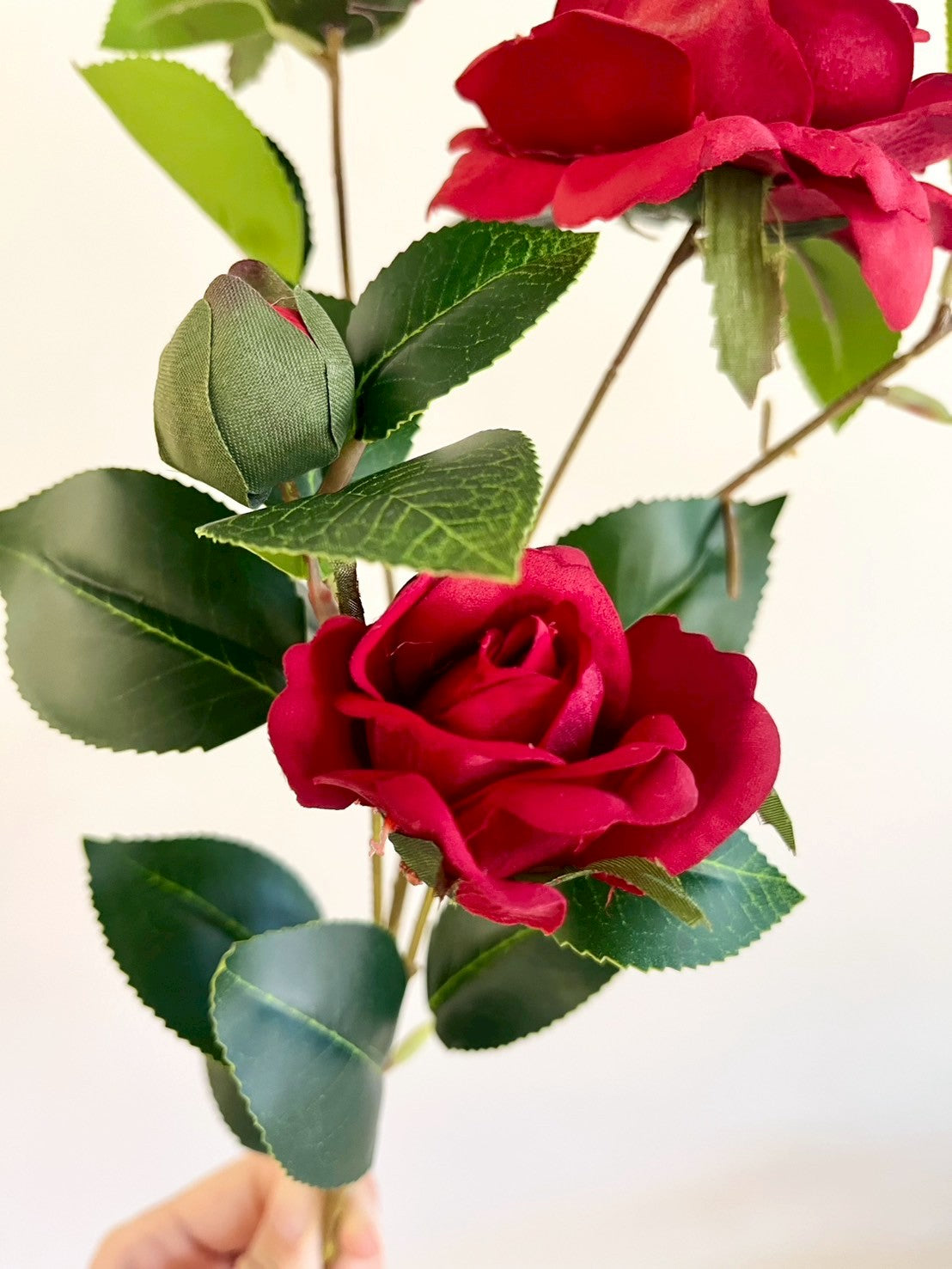 サザンカ　レッド