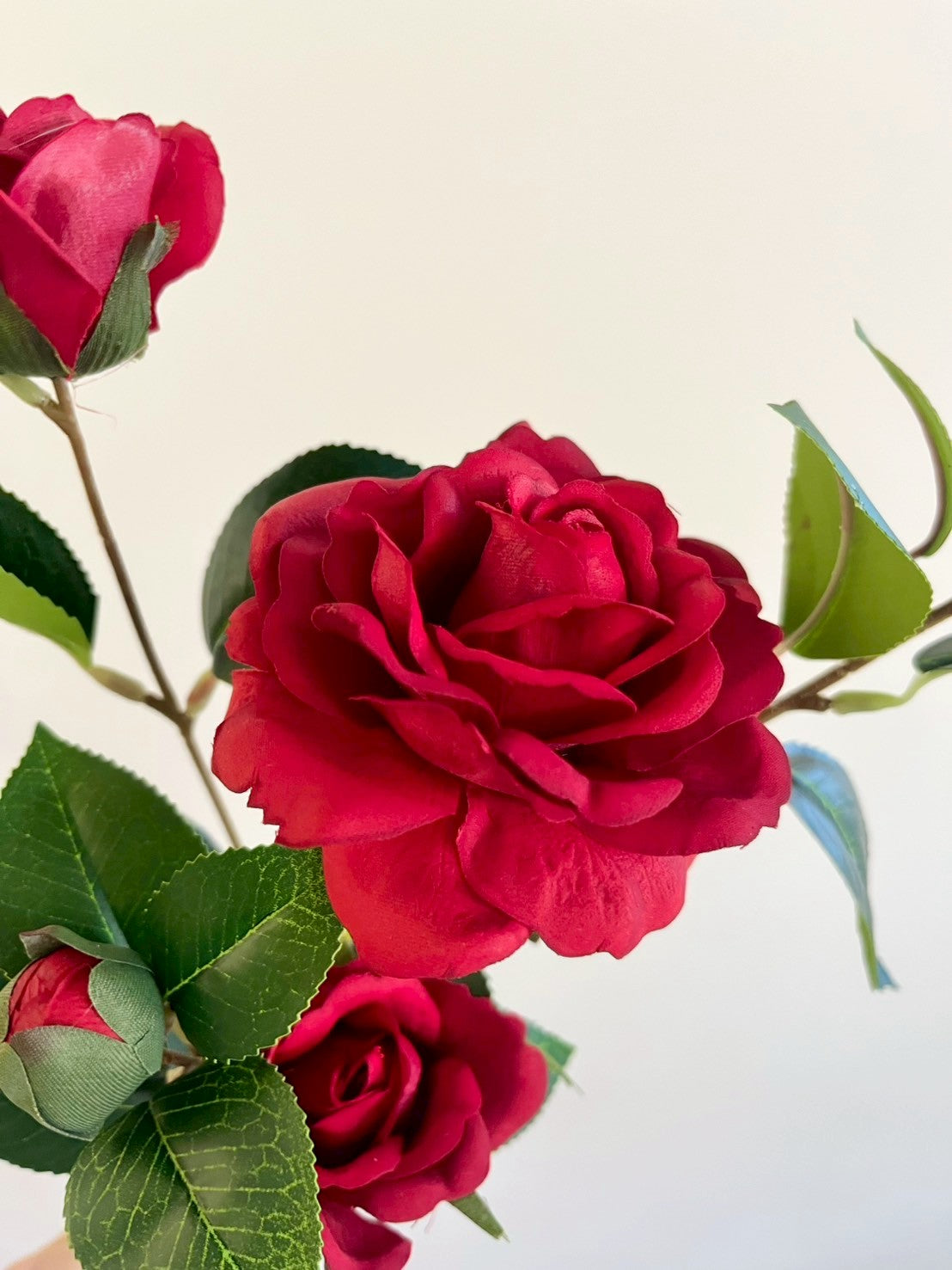 サザンカ　レッド