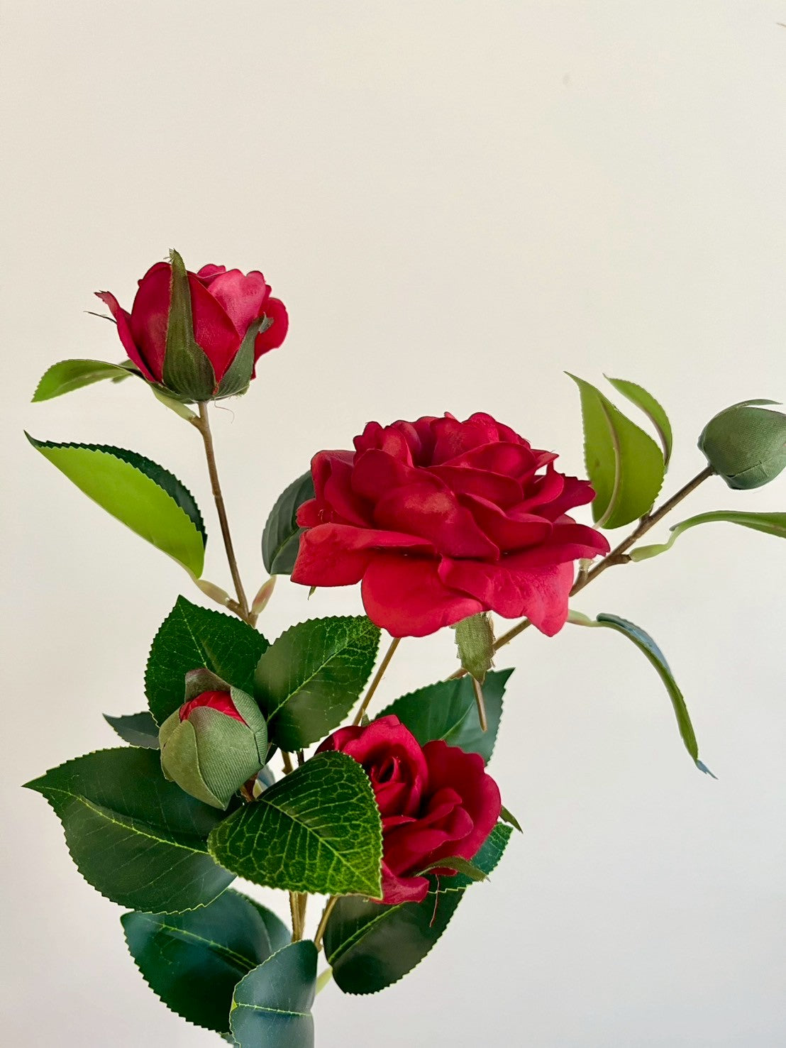 サザンカ　レッド