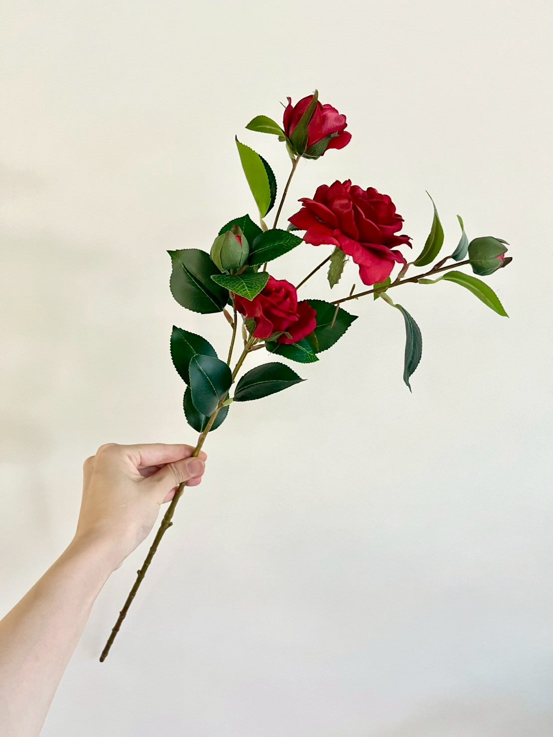 サザンカ　レッド