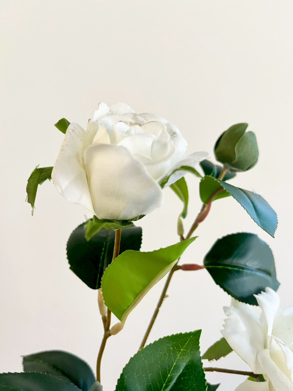 サザンカ　ホワイト