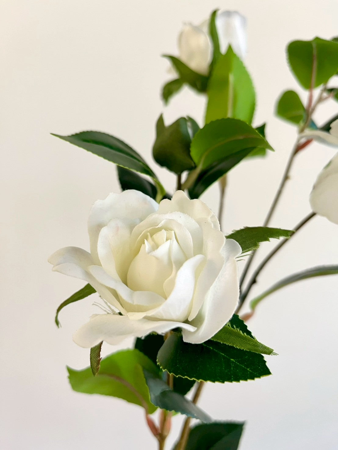 サザンカ　ホワイト