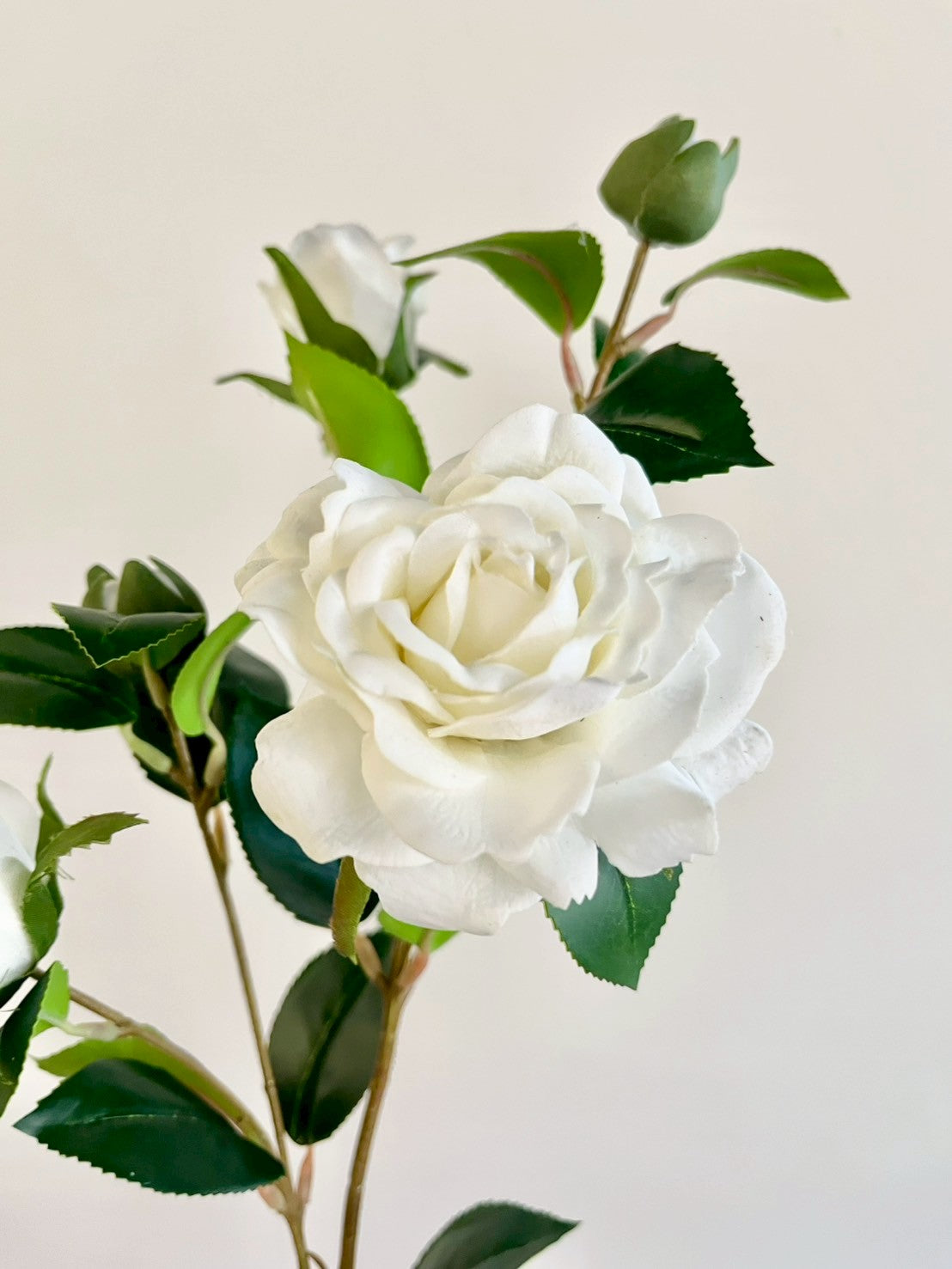 サザンカ　ホワイト