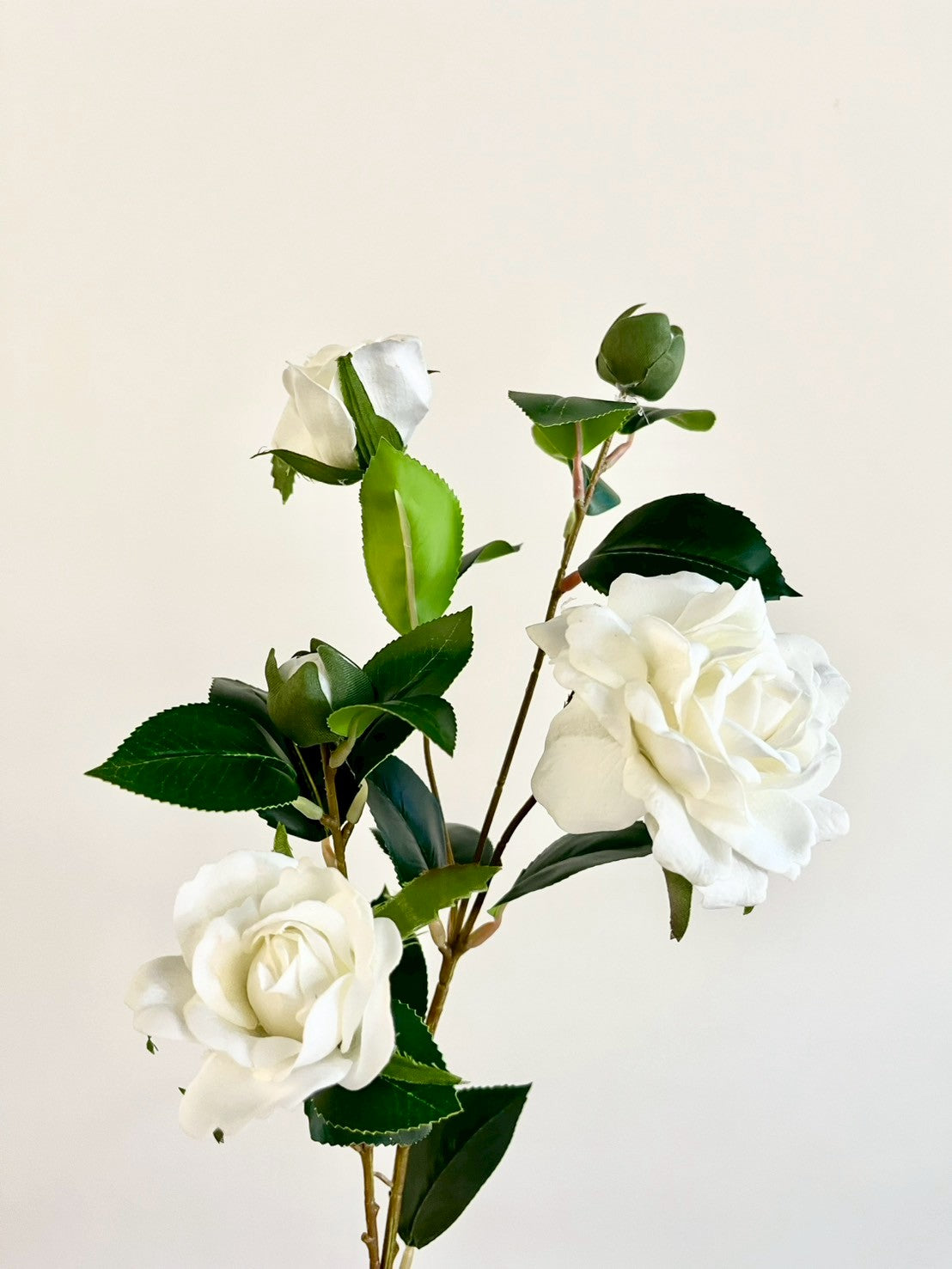 サザンカ　ホワイト