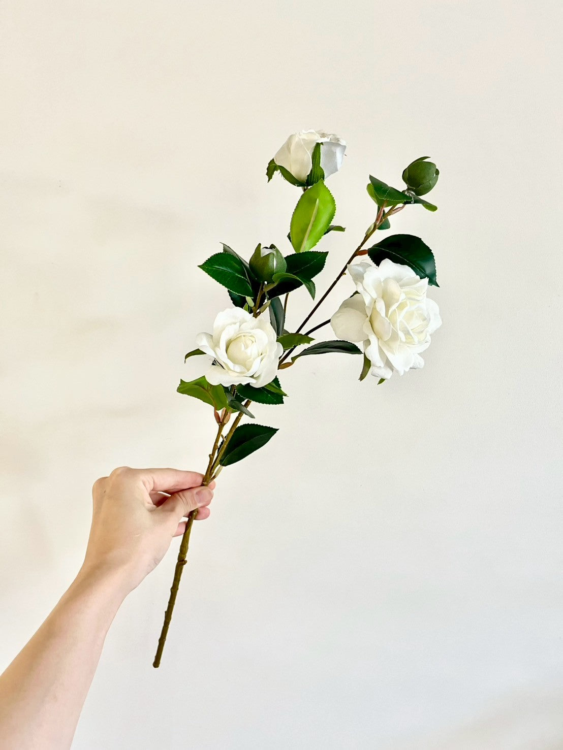 サザンカ　ホワイト