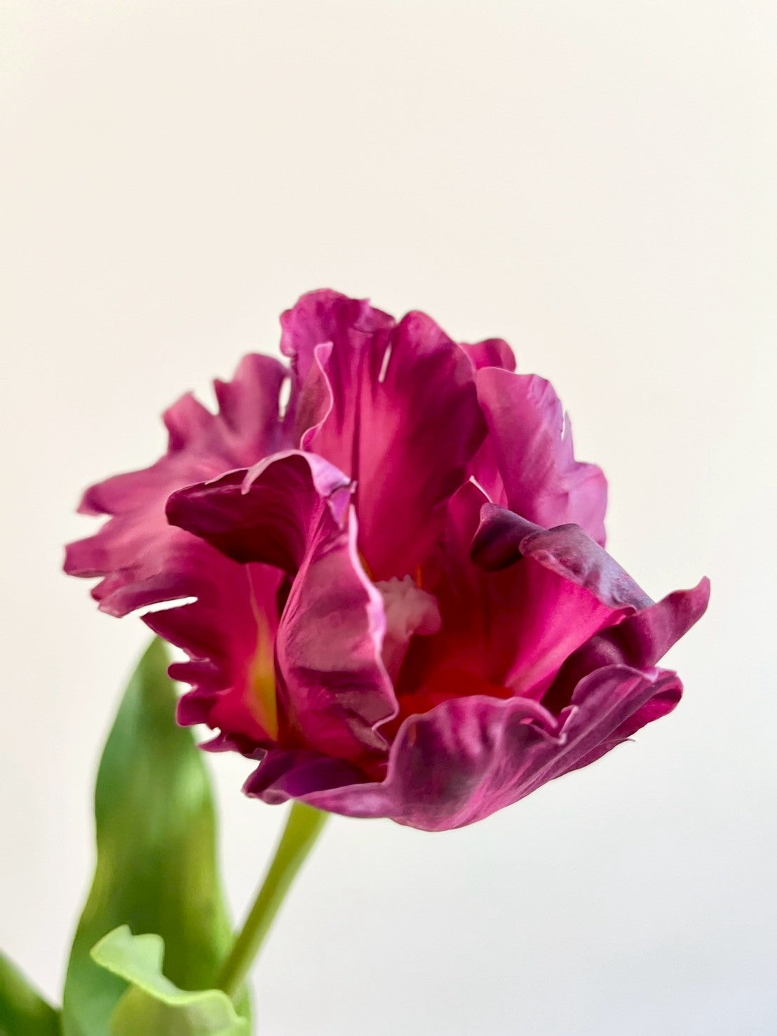 オウムチューリップ　パープル