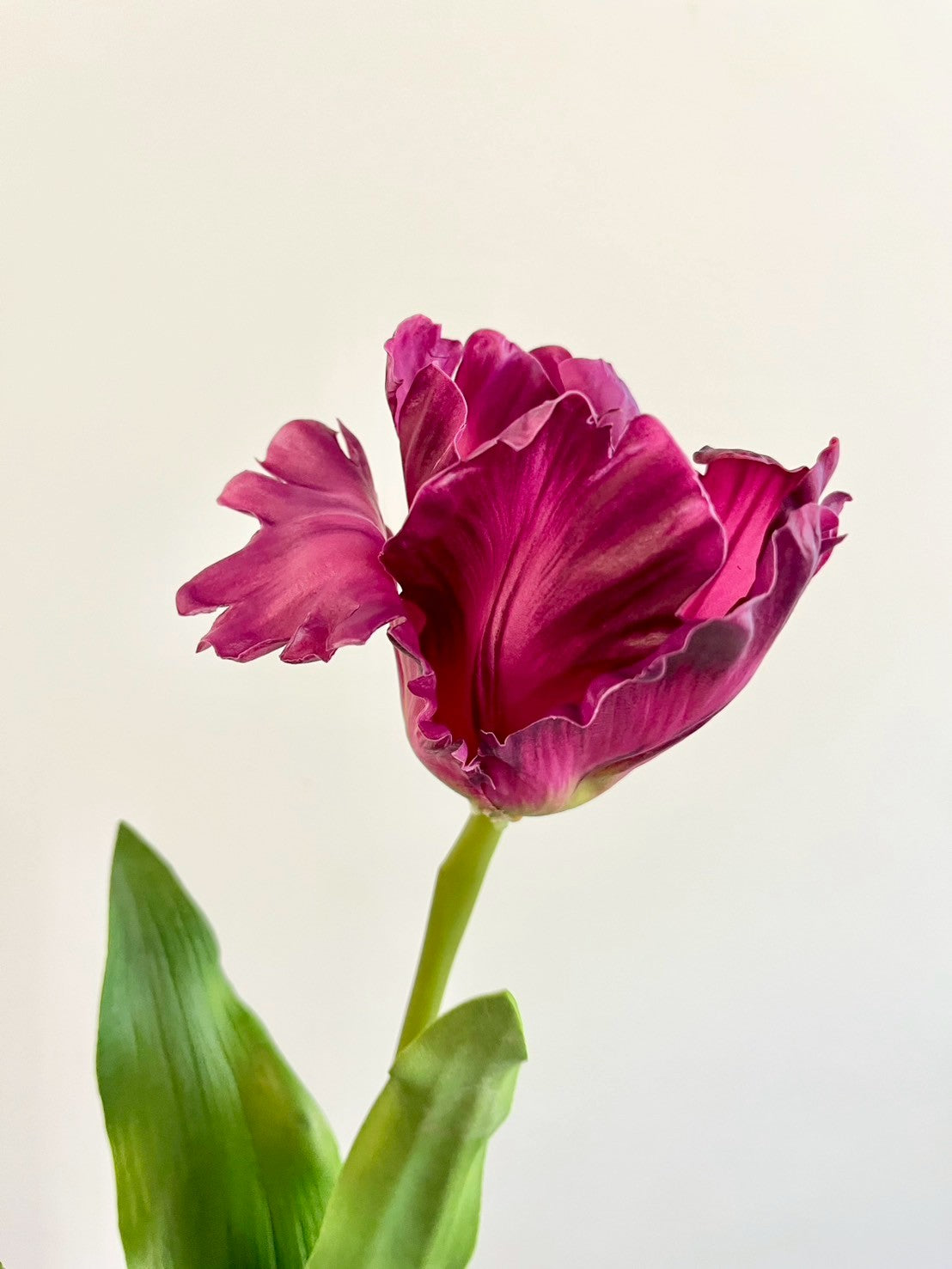 オウムチューリップ　パープル