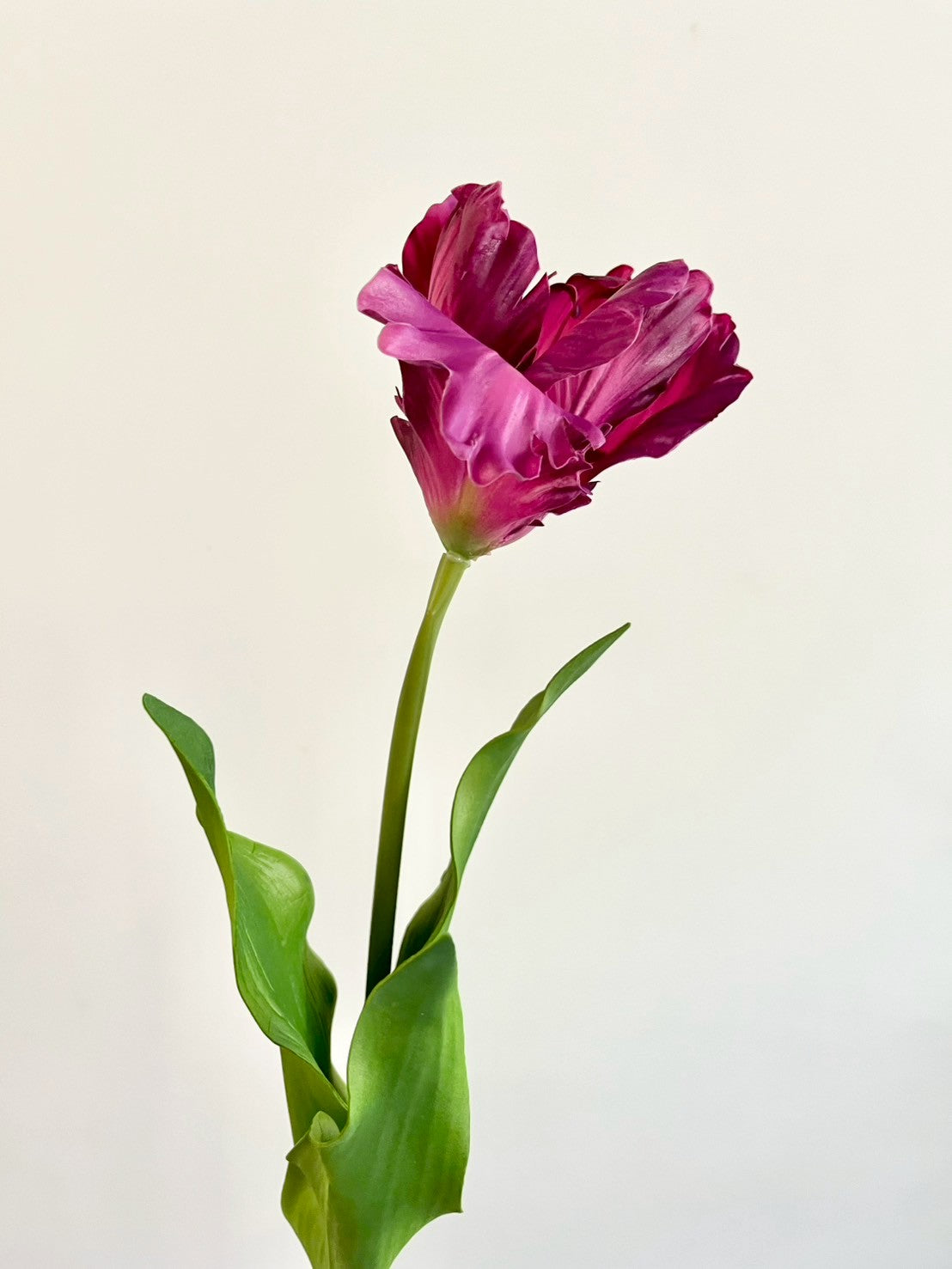 オウムチューリップ　パープル