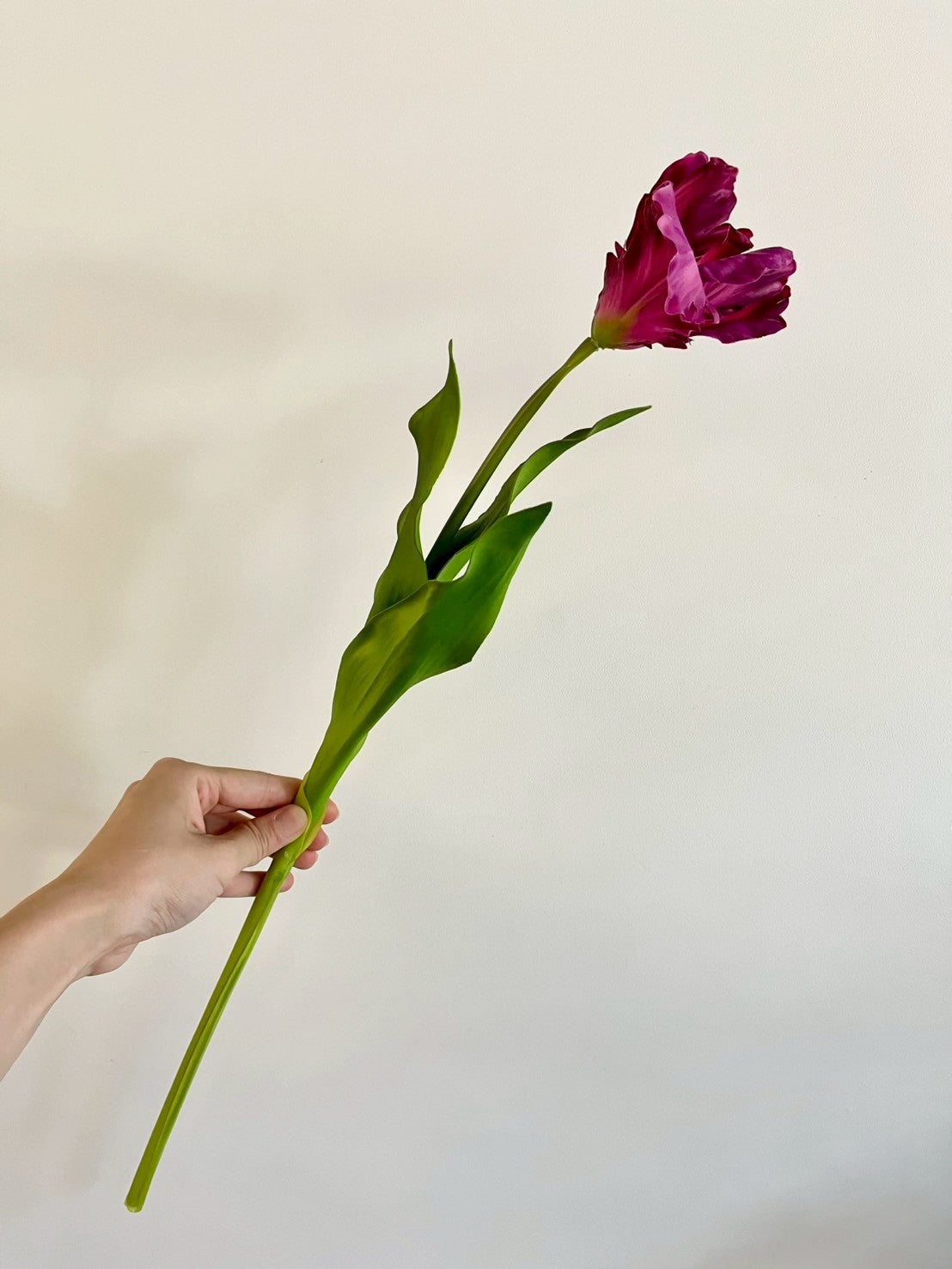 オウムチューリップ　パープル