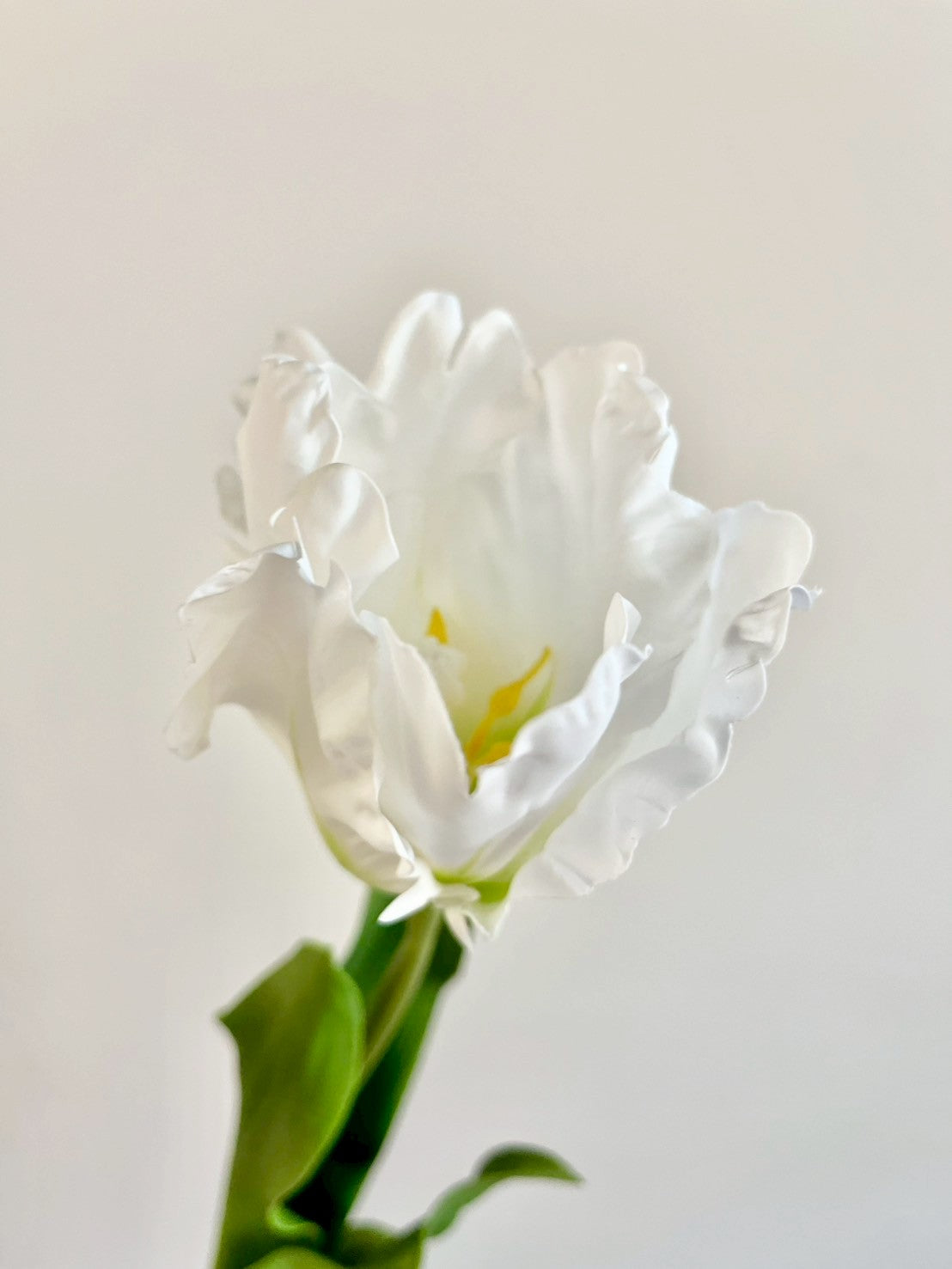 オウムチューリップ　ホワイト
