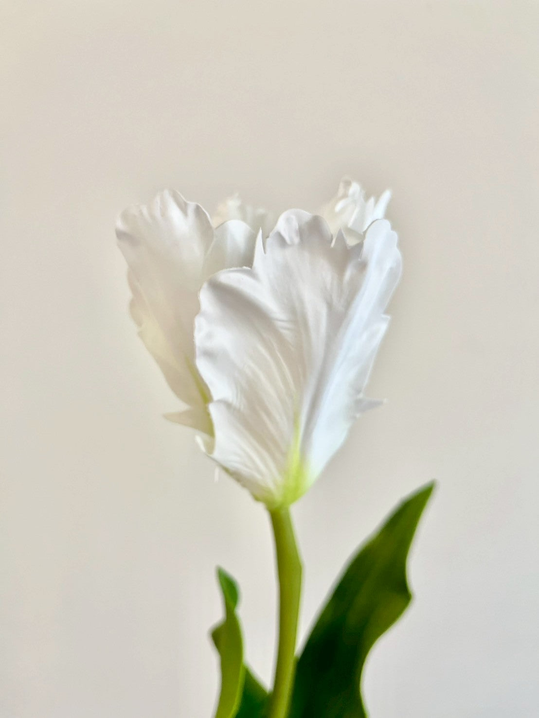 オウムチューリップ　ホワイト