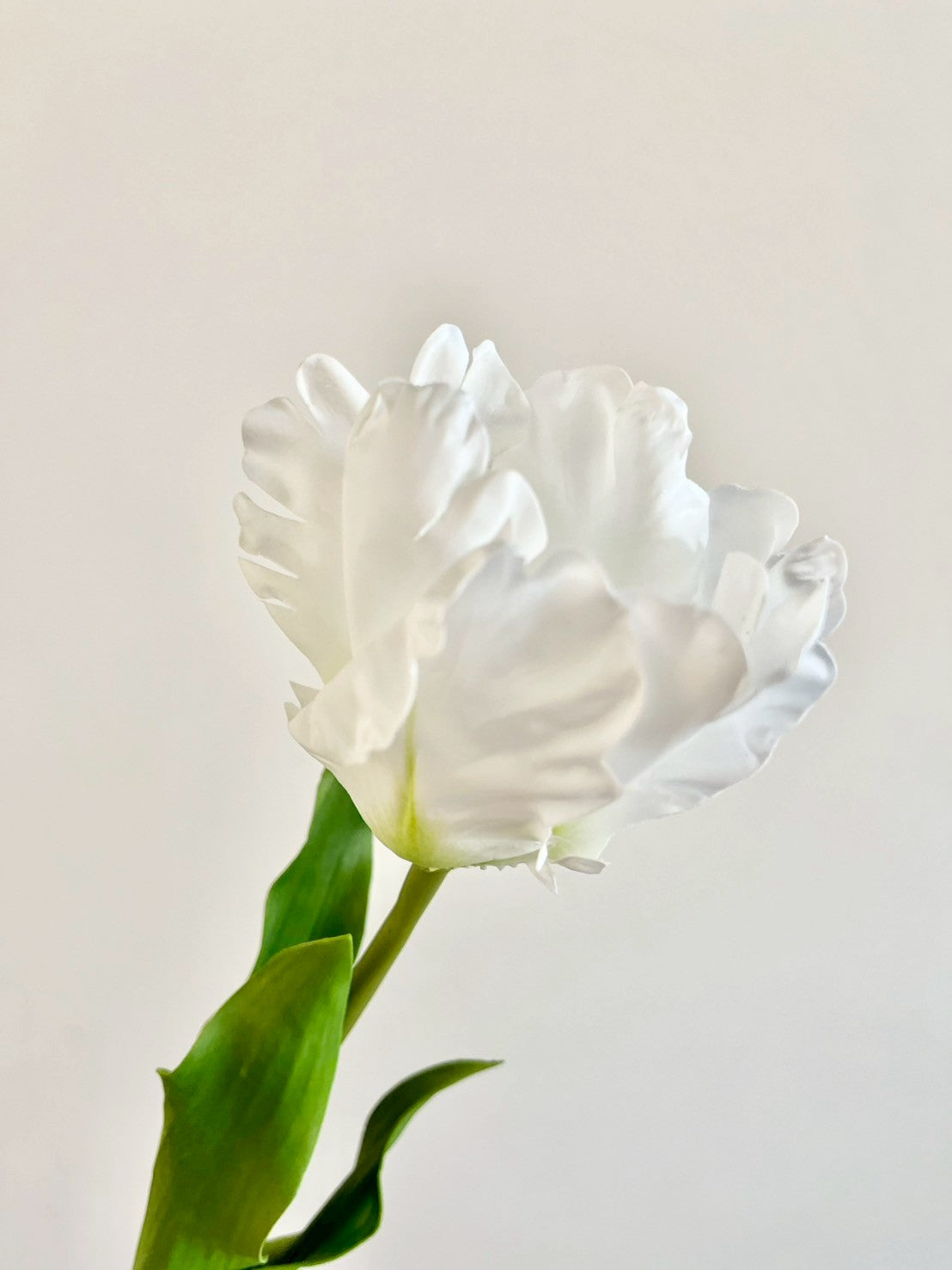 オウムチューリップ　ホワイト