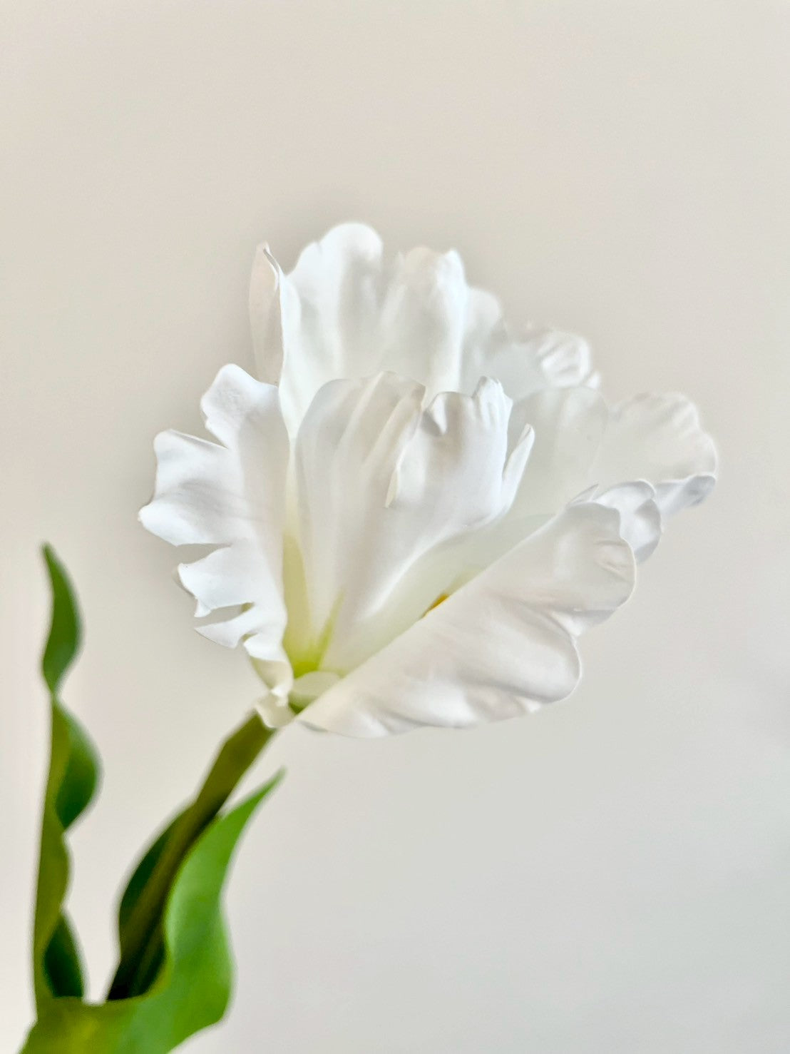 オウムチューリップ　ホワイト